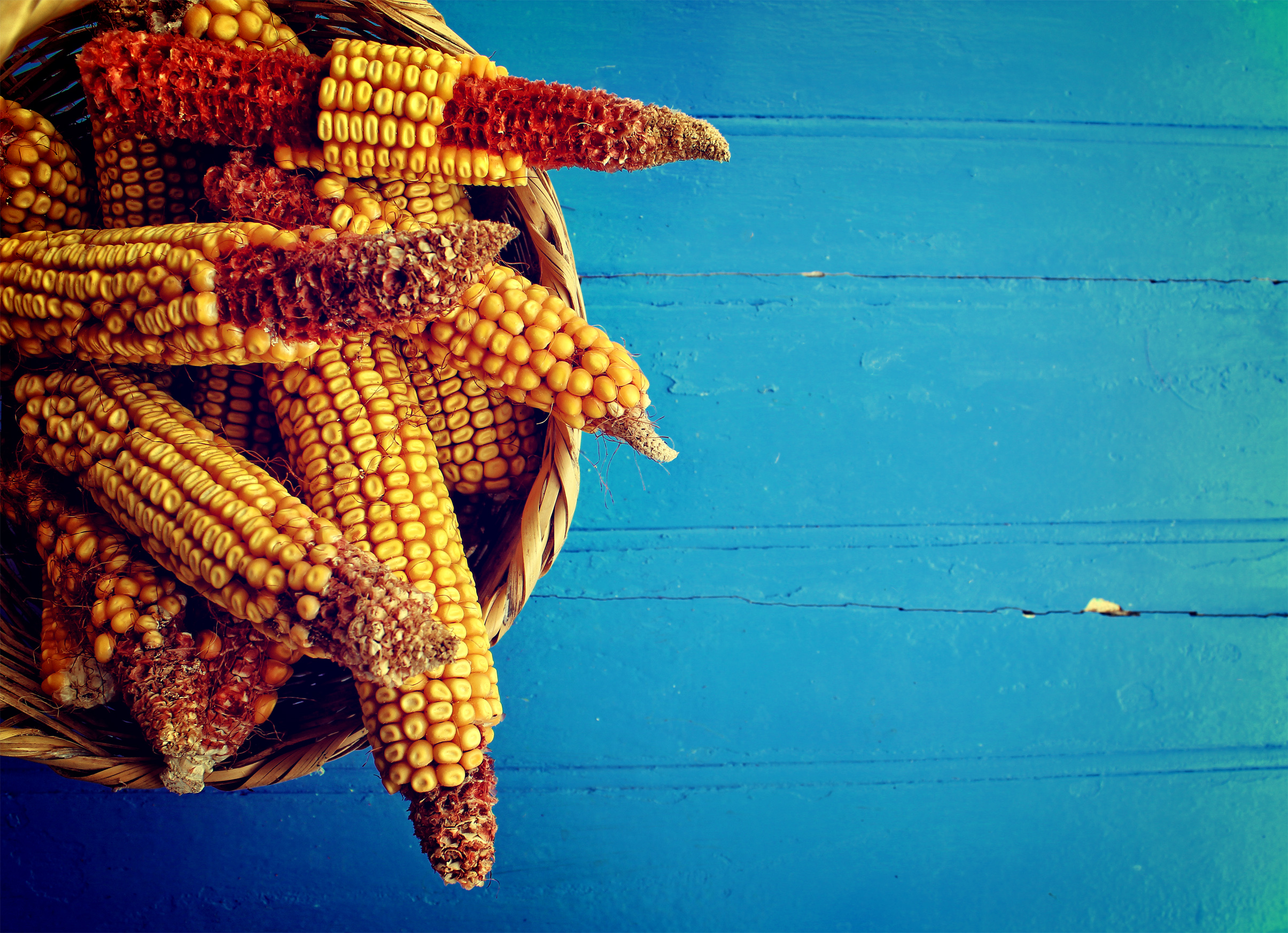 Corn cobs in a basket on rustic blue wooden background photo