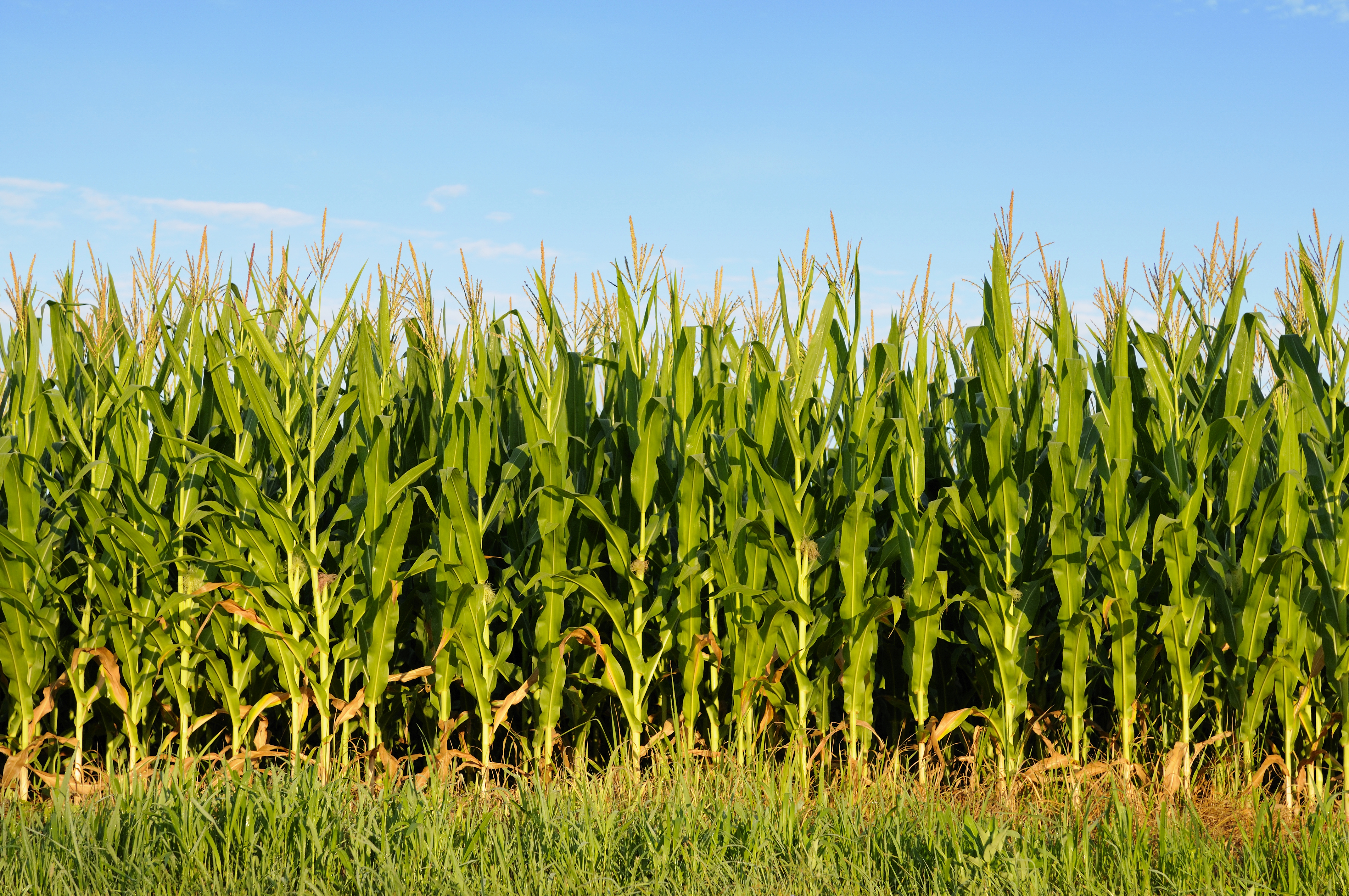 Cornfield Background – Corn Corps Blog