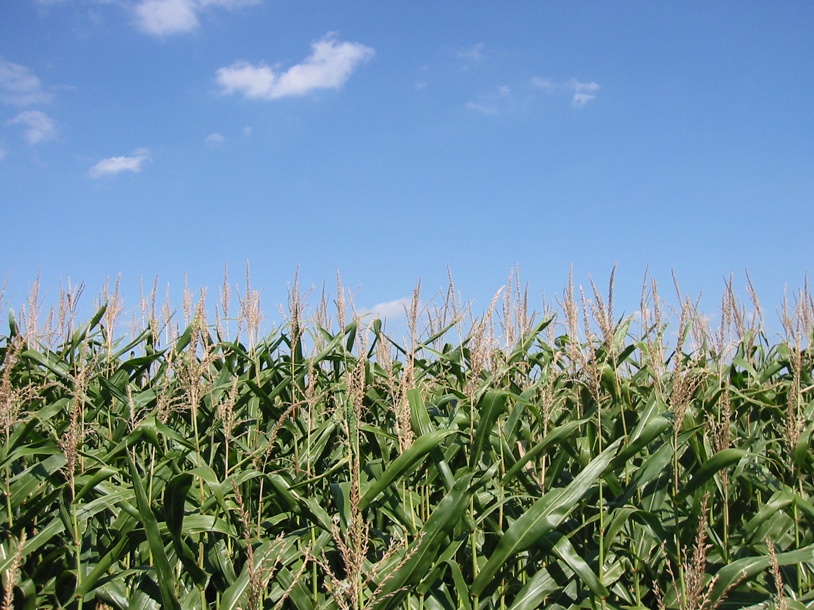 Free photo: Corn Field - Corn, Crop, Drought - Free Download - Jooinn