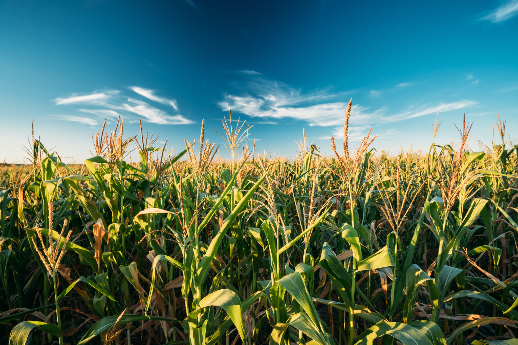 Green Maize Corn Field Plantation In Summer Agricultural Season ...