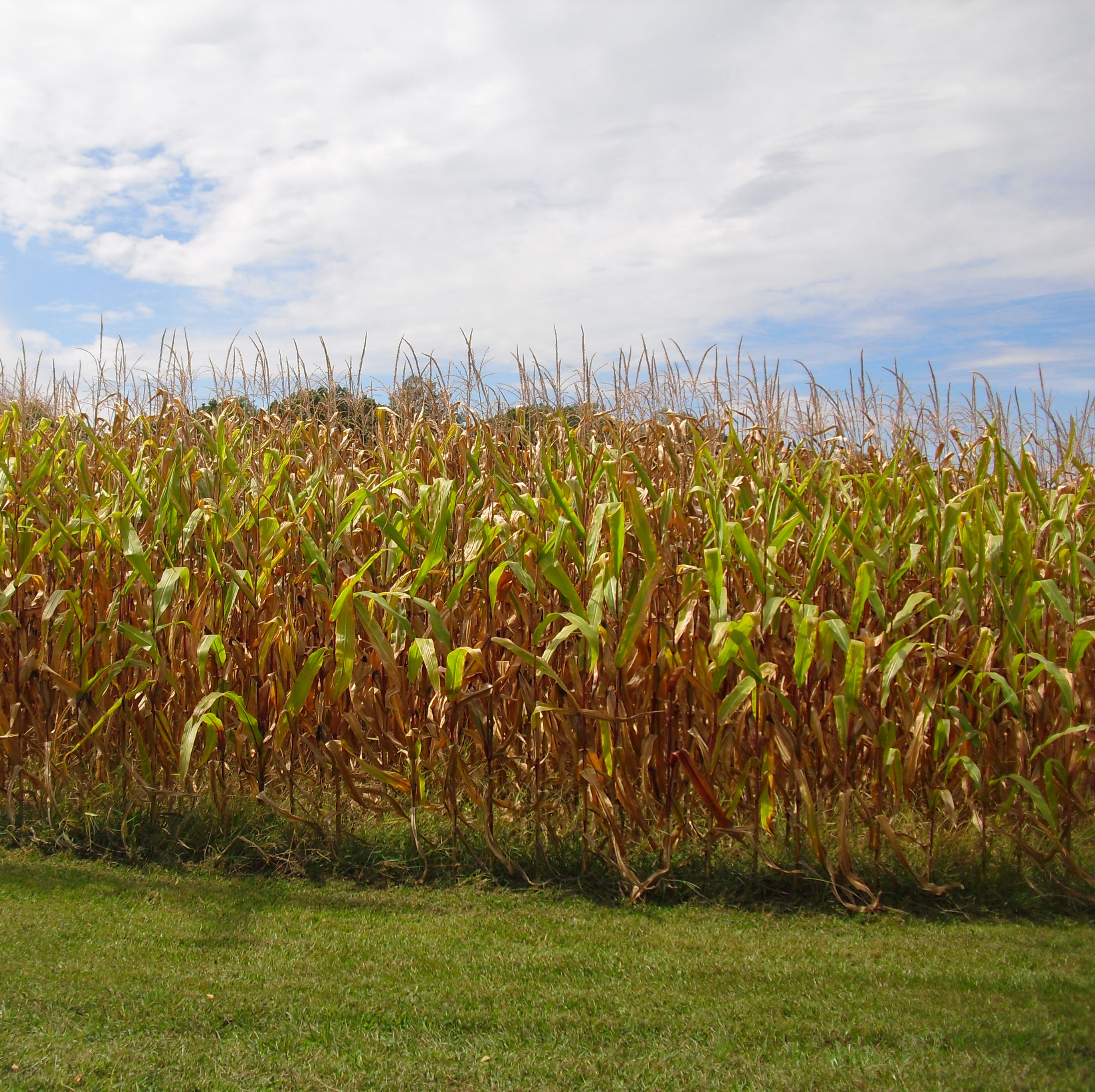 Cornfield on a delightful day - The Indiana Insider Blog