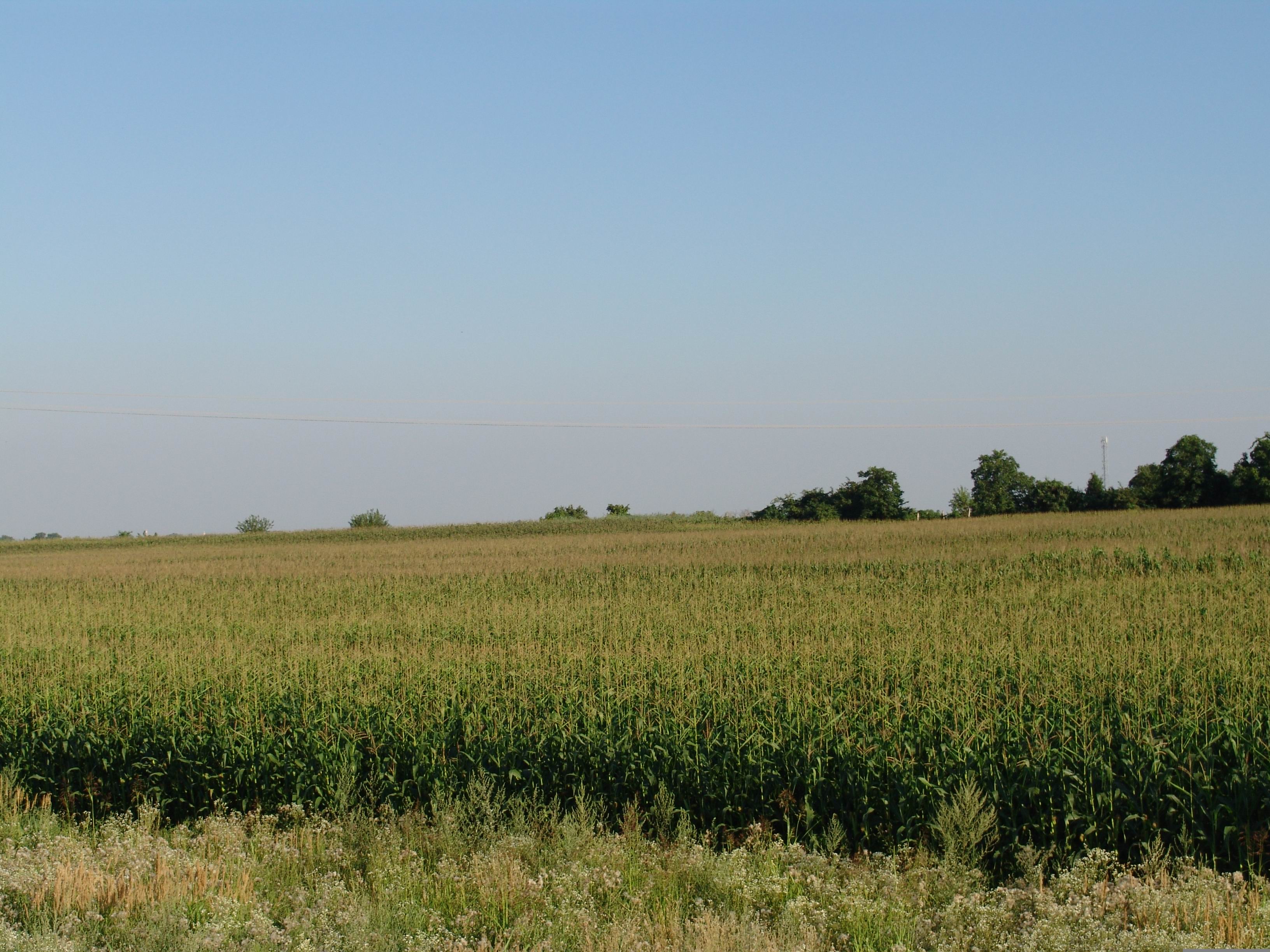 File:Corn field.jpg - Wikimedia Commons