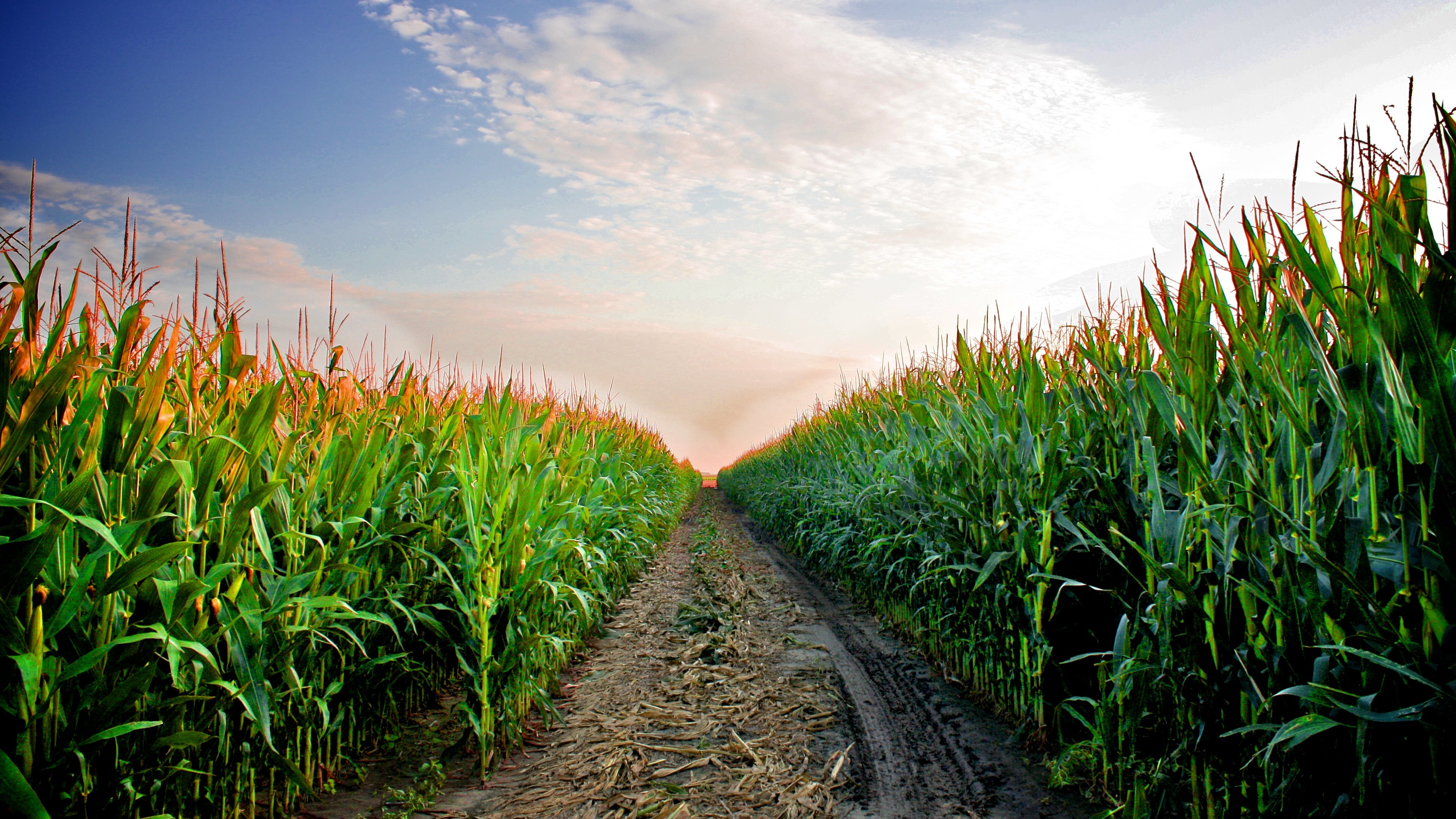 A road leads deep into a Kansas cornfield in late July. | Bob Quinn ...