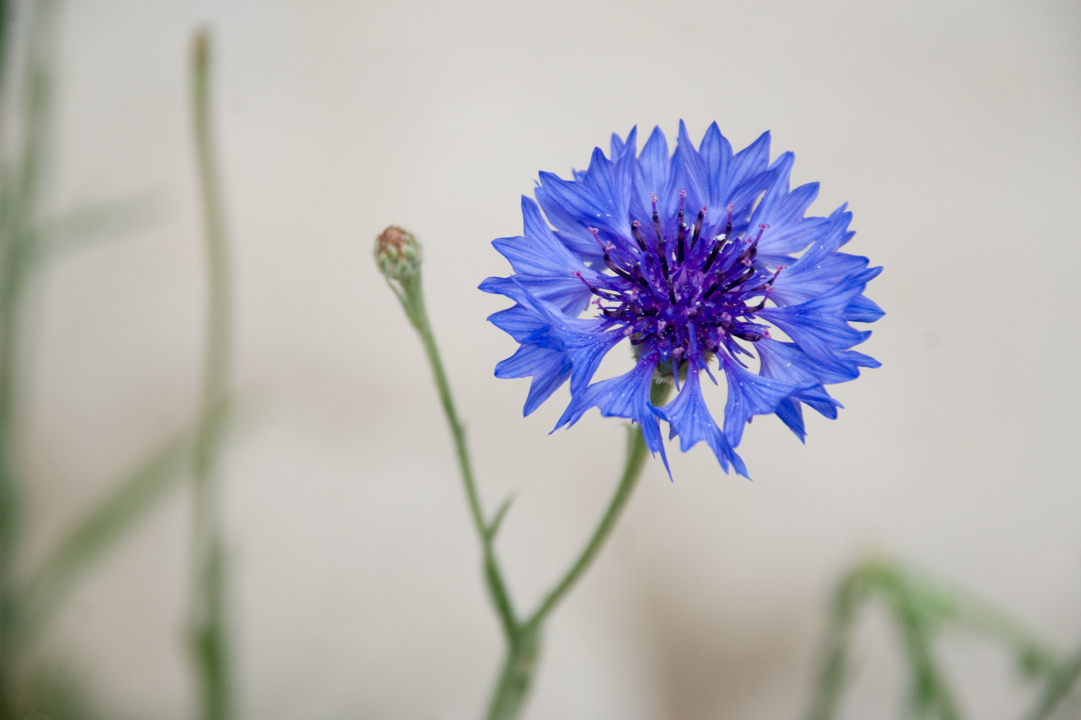 File:Cornflower Blue.jpg - Wikimedia Commons