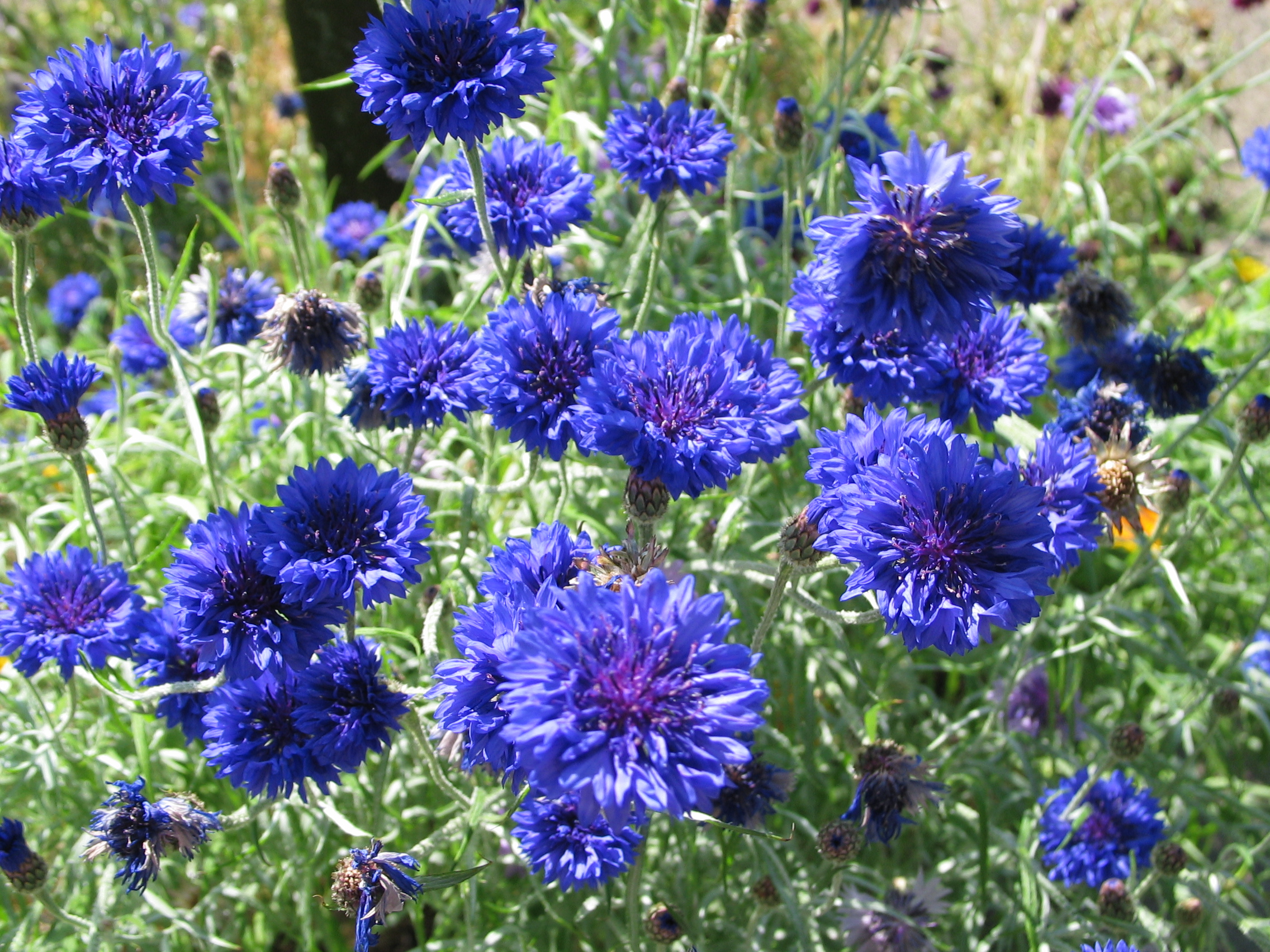Cornflower | Up from the Roots