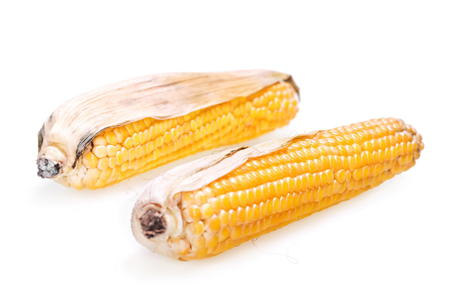 Corn, Boiled, Harvesting, White, Wet, HQ Photo