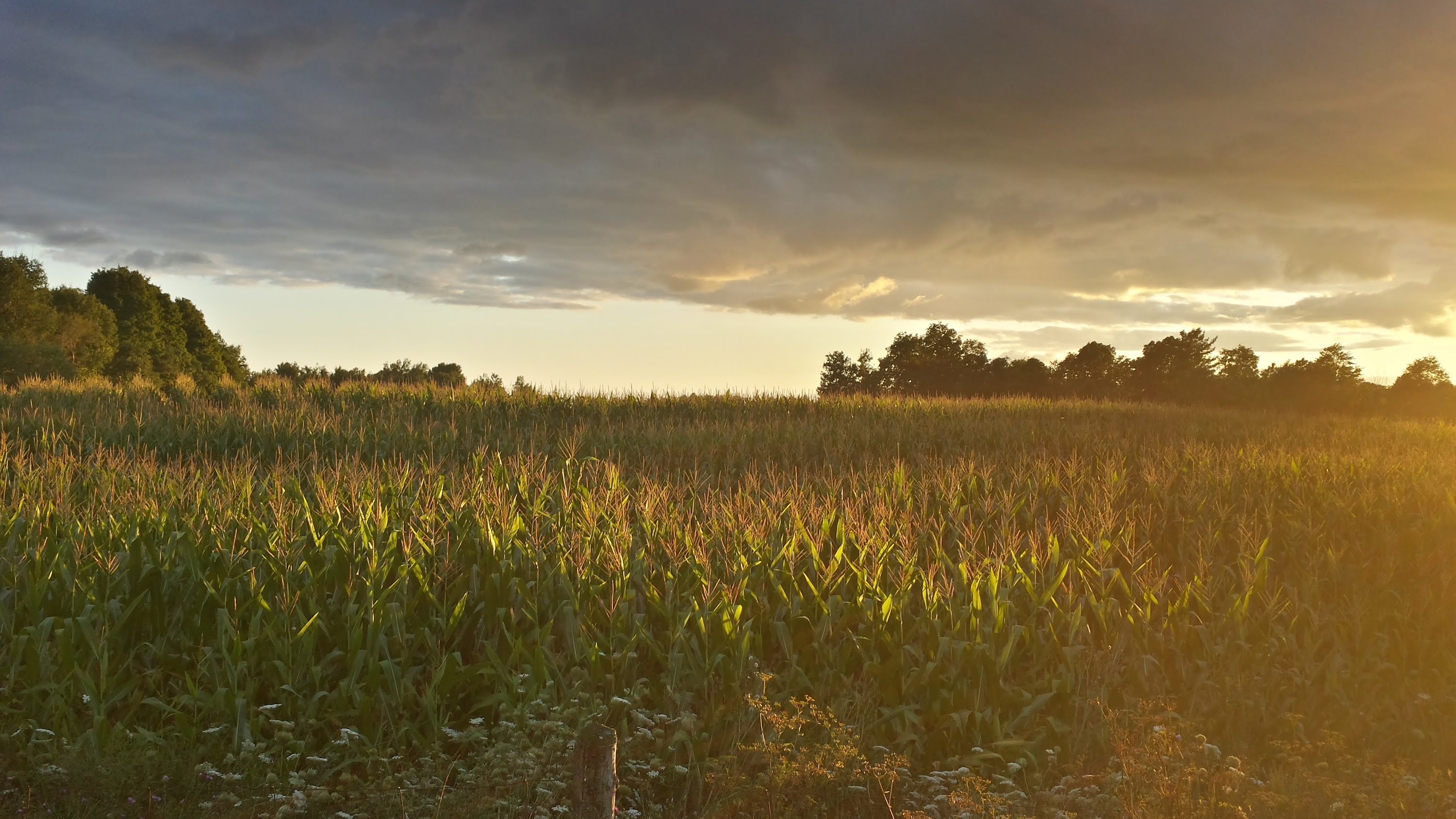 Sun Rising On a Corn Field at Dawn ~ 30 Minutes ~ - YouTube