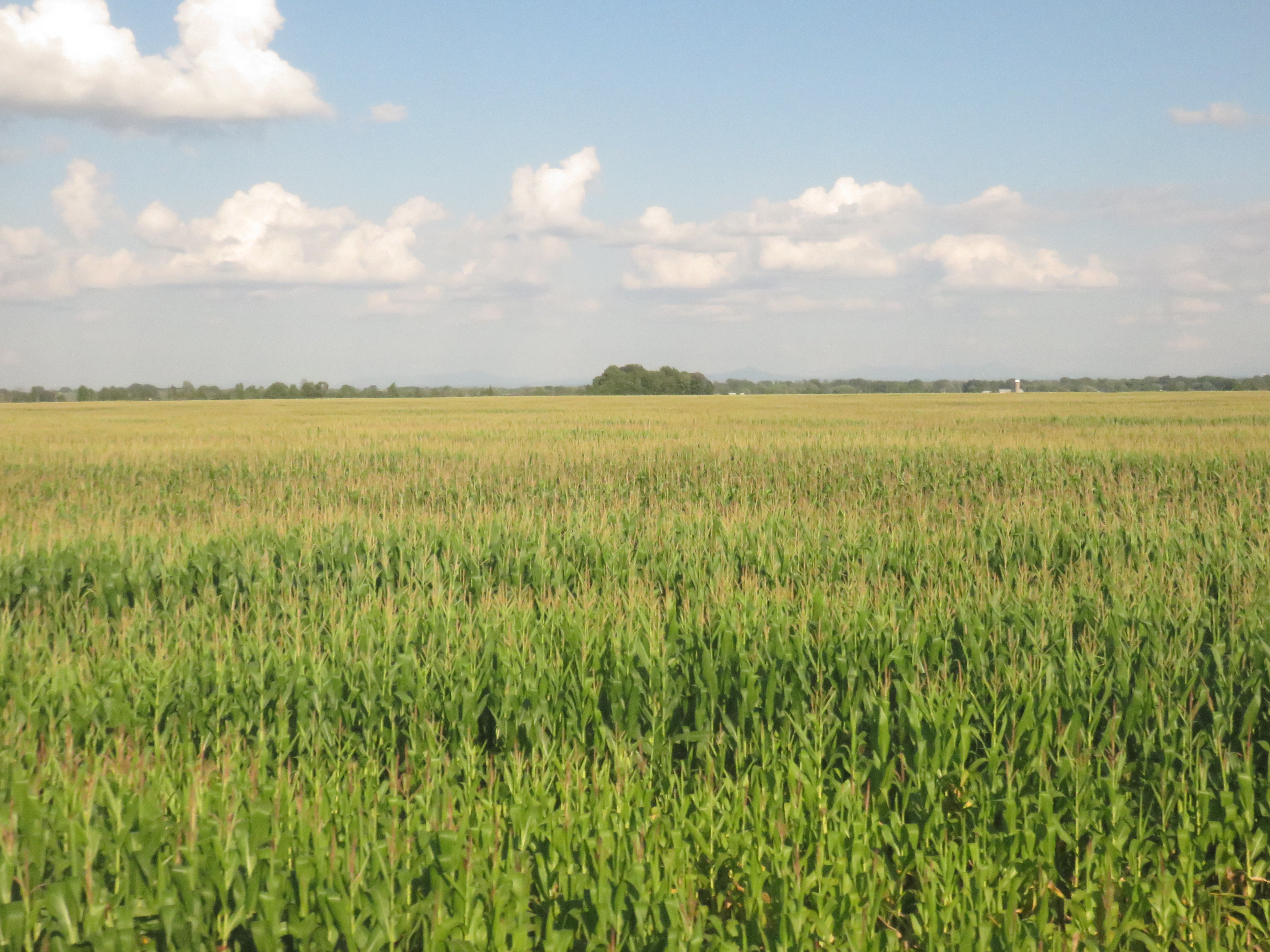 File:Corn field in Quebec 2017.jpg - Wikimedia Commons