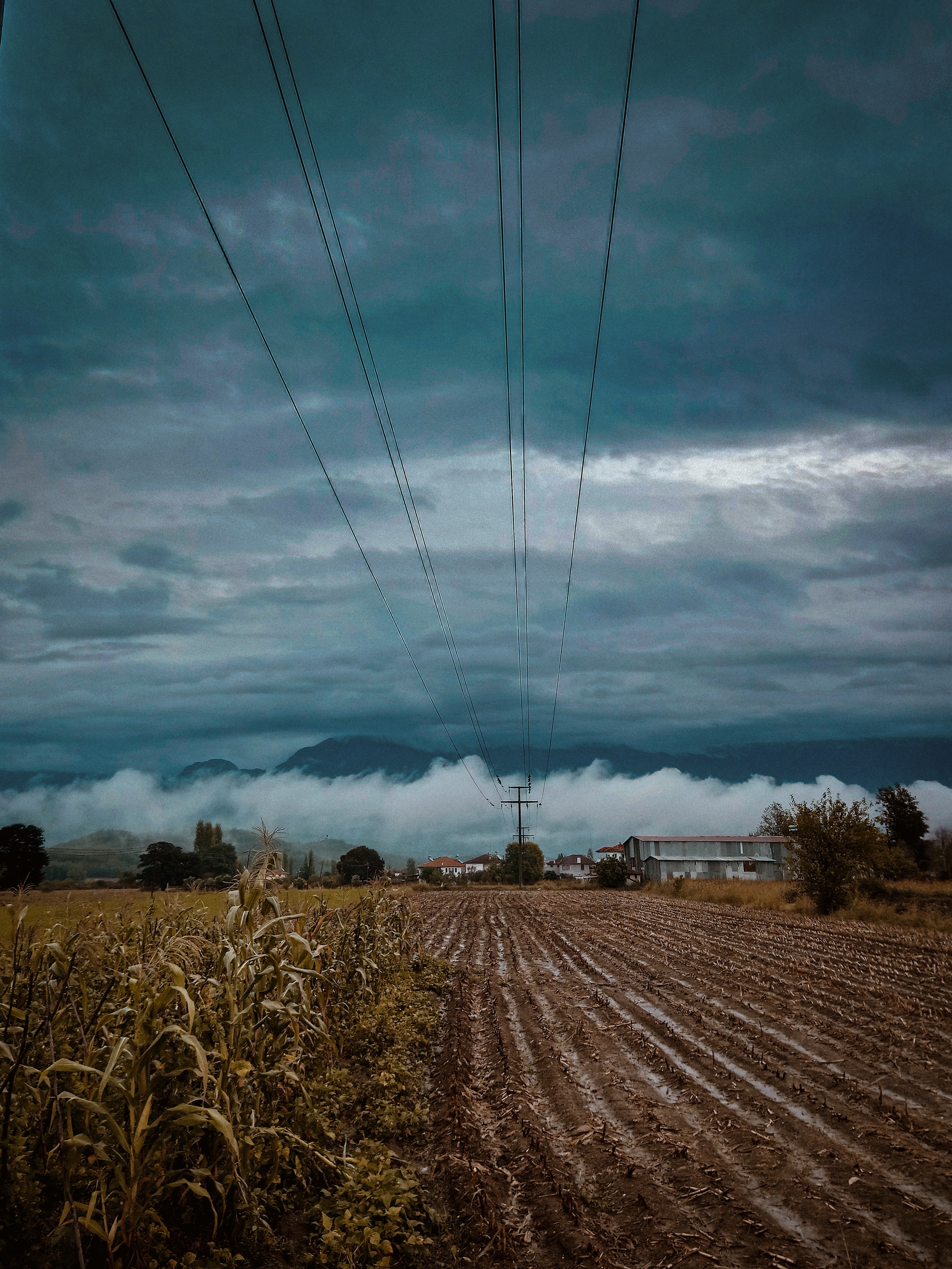 Cornfield Near Plain Field Under Gray Cloudy Sky, Houses, Trees, Sunlight, Soil, HQ Photo
