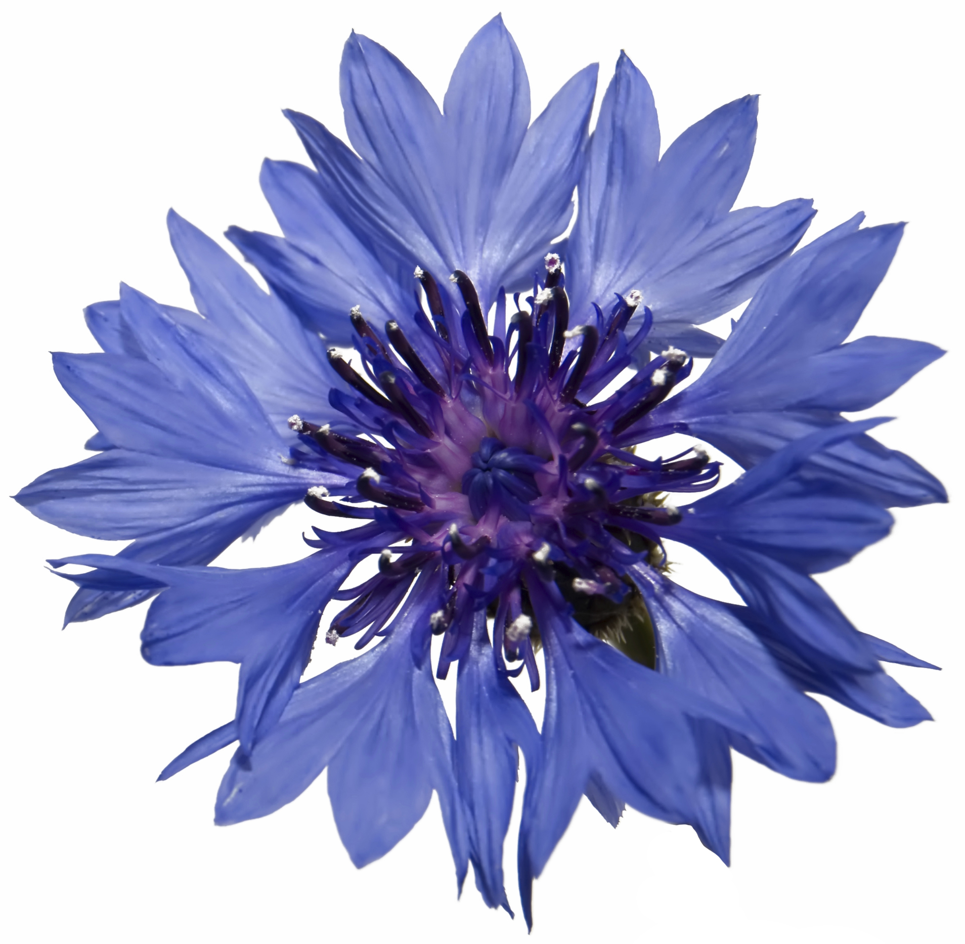 Blue Cornflower Petals | Lush Fresh Handmade Cosmetics UK