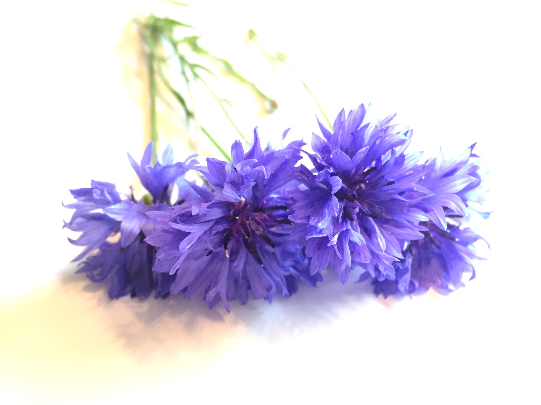 Blue Cornflower Petals - Bluechai Shop