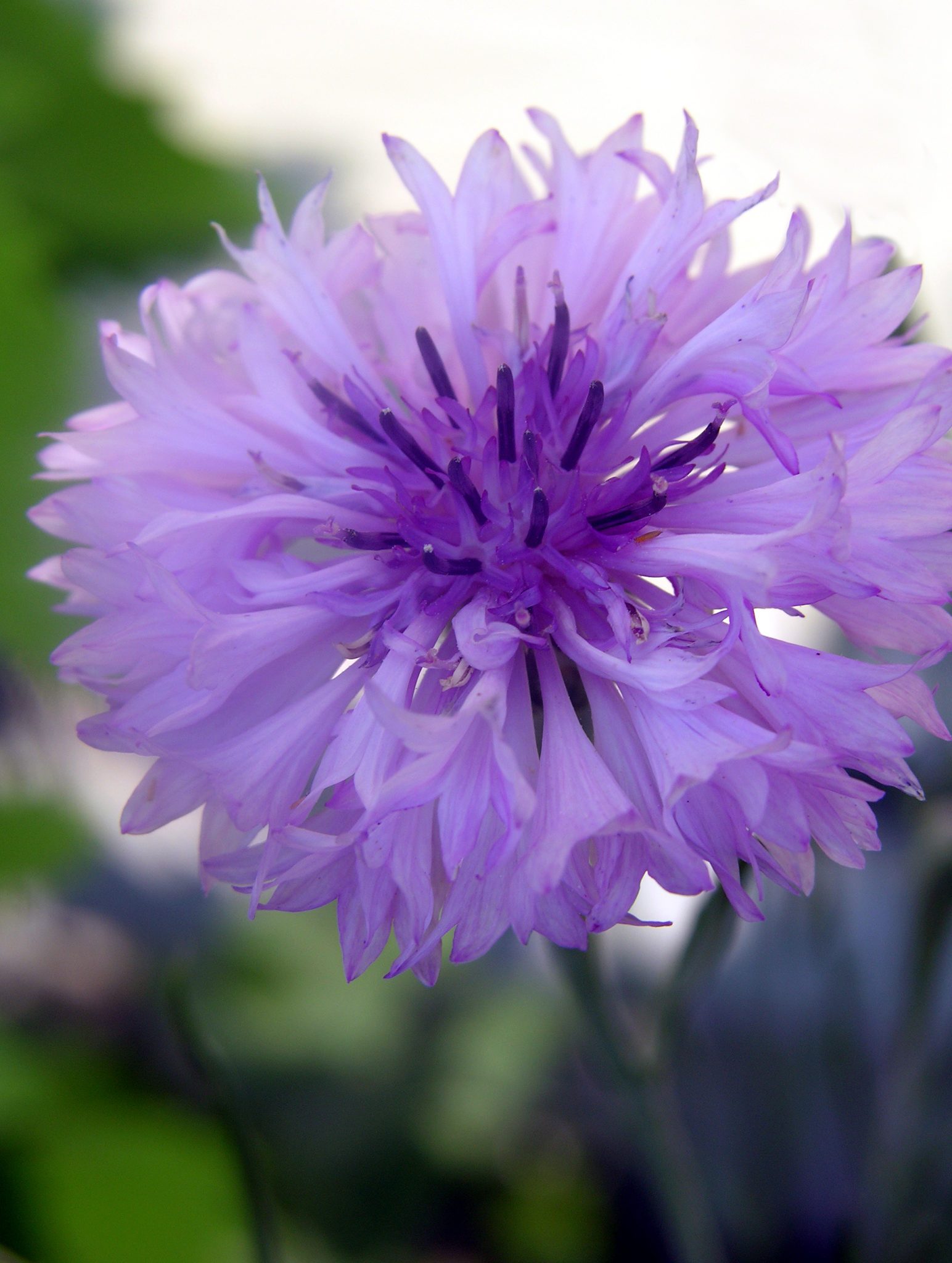 How to Grow Cornflower (Bachelor Button) - Gardening Channel