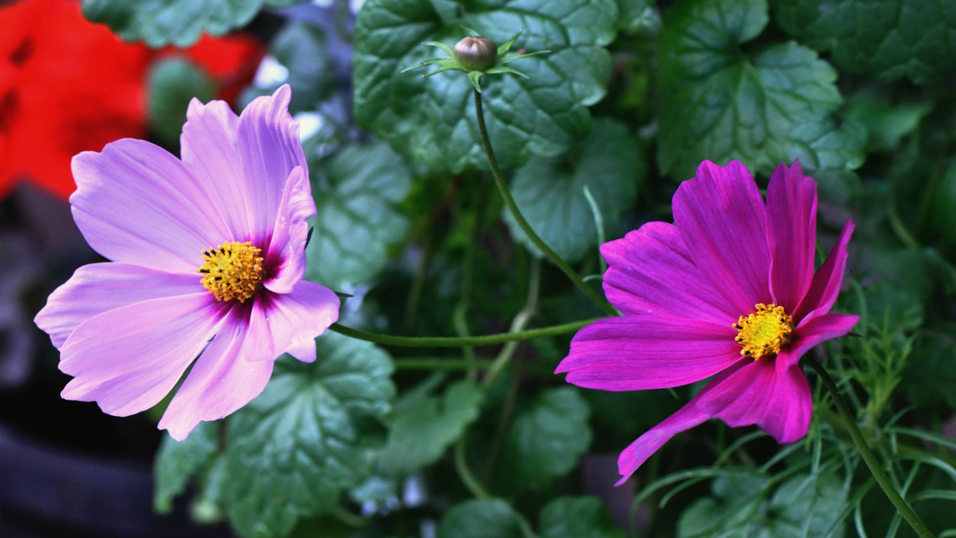 Cosmea Flower with pink and purple colored Cosmos Plant Petal flower ...
