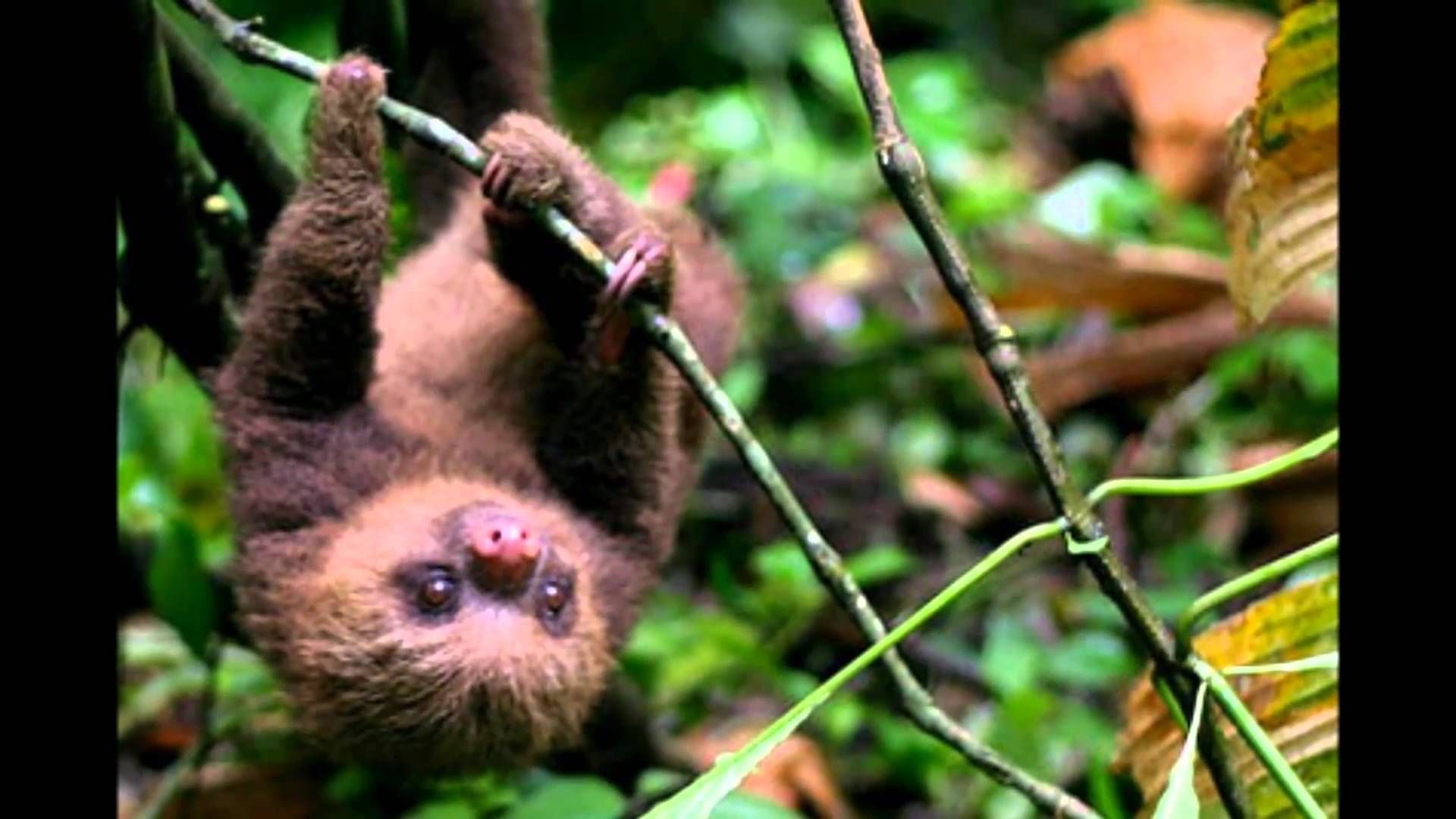 La hermosa FAUNA de Costa Rica - YouTube | fauna tica | Pinterest