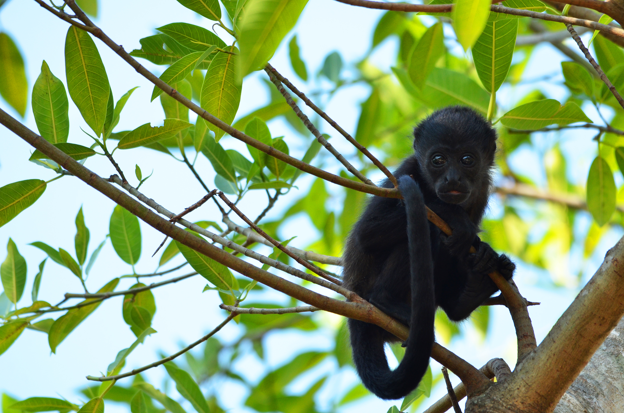Costa rica monkey photo