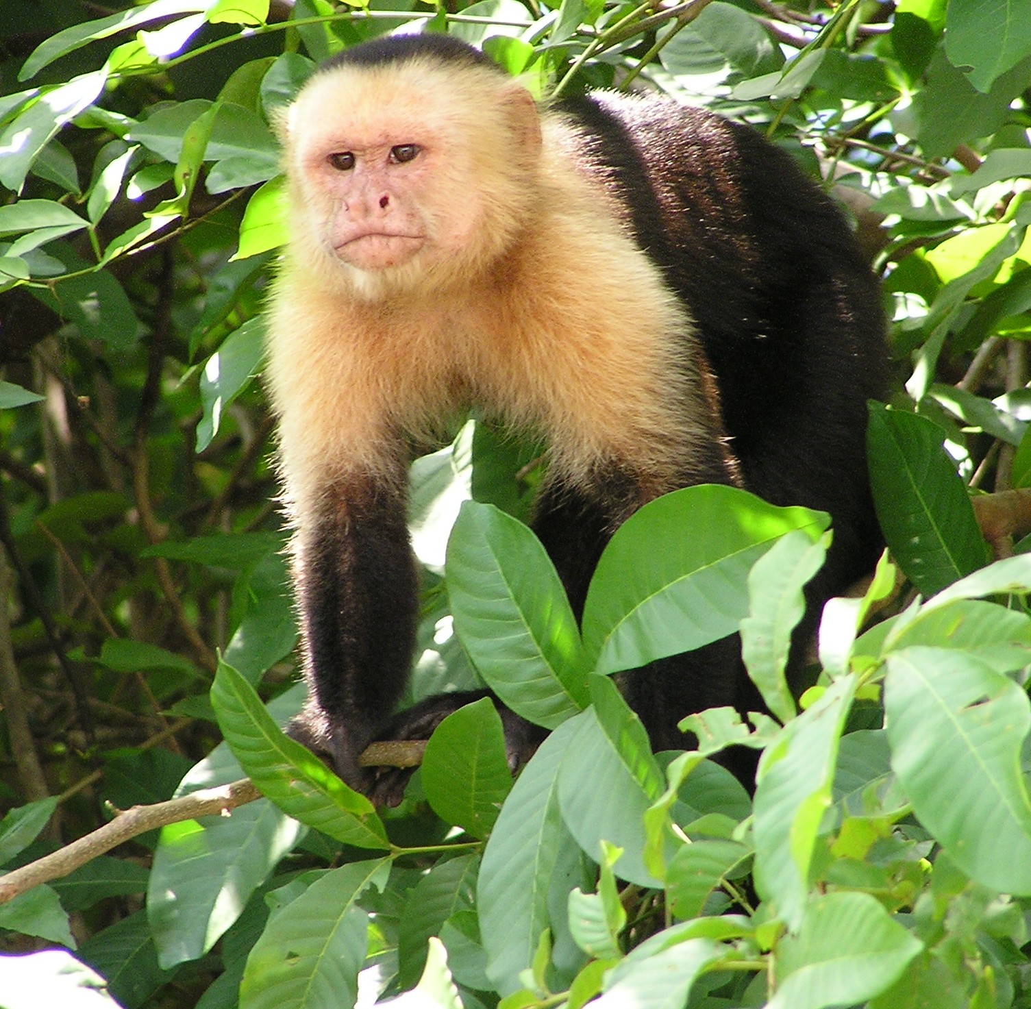 File:Capuchin Costa Rica.jpg - Wikimedia Commons