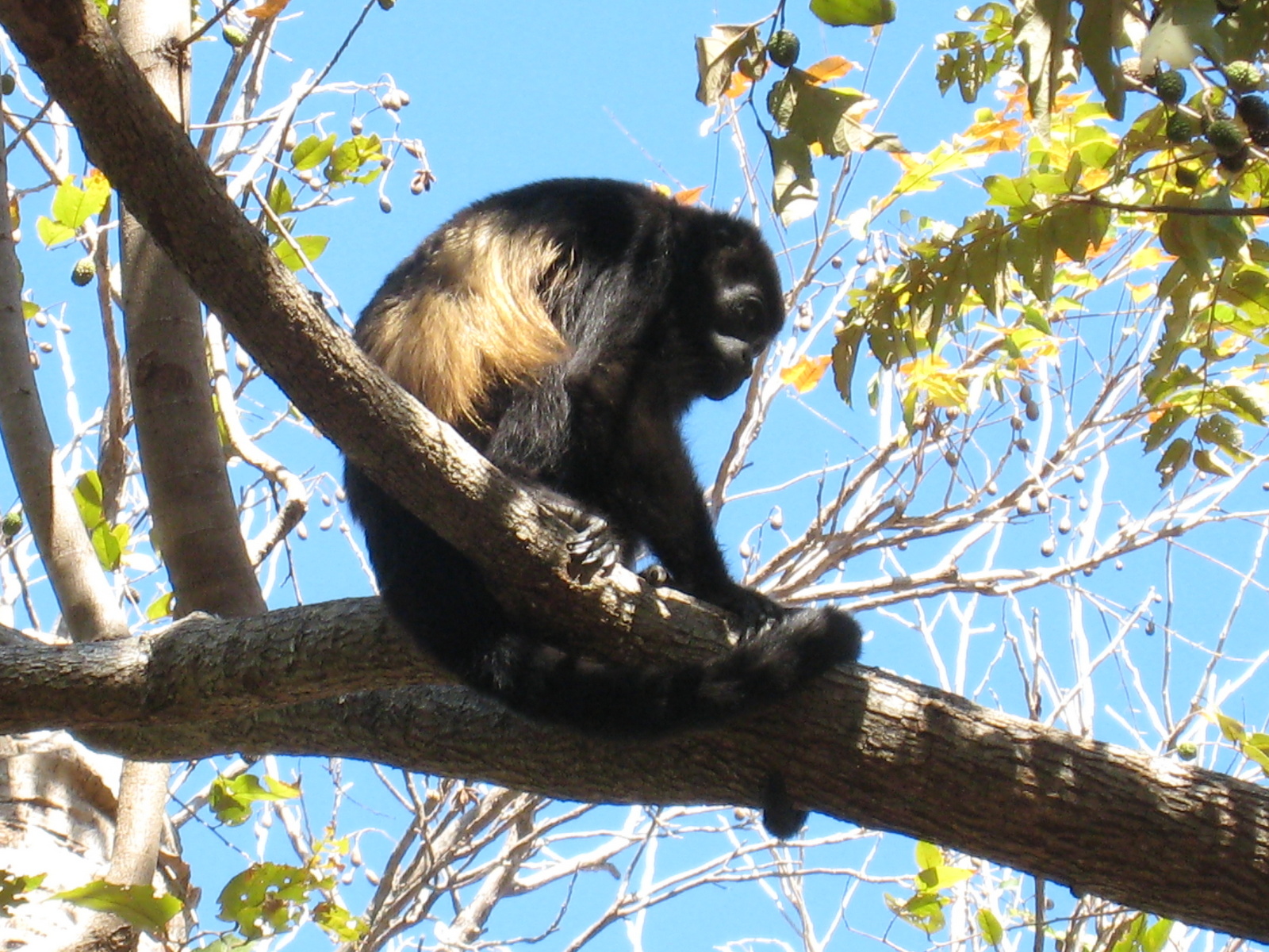 Best Places to See Monkeys and Sloths in Costa Rica