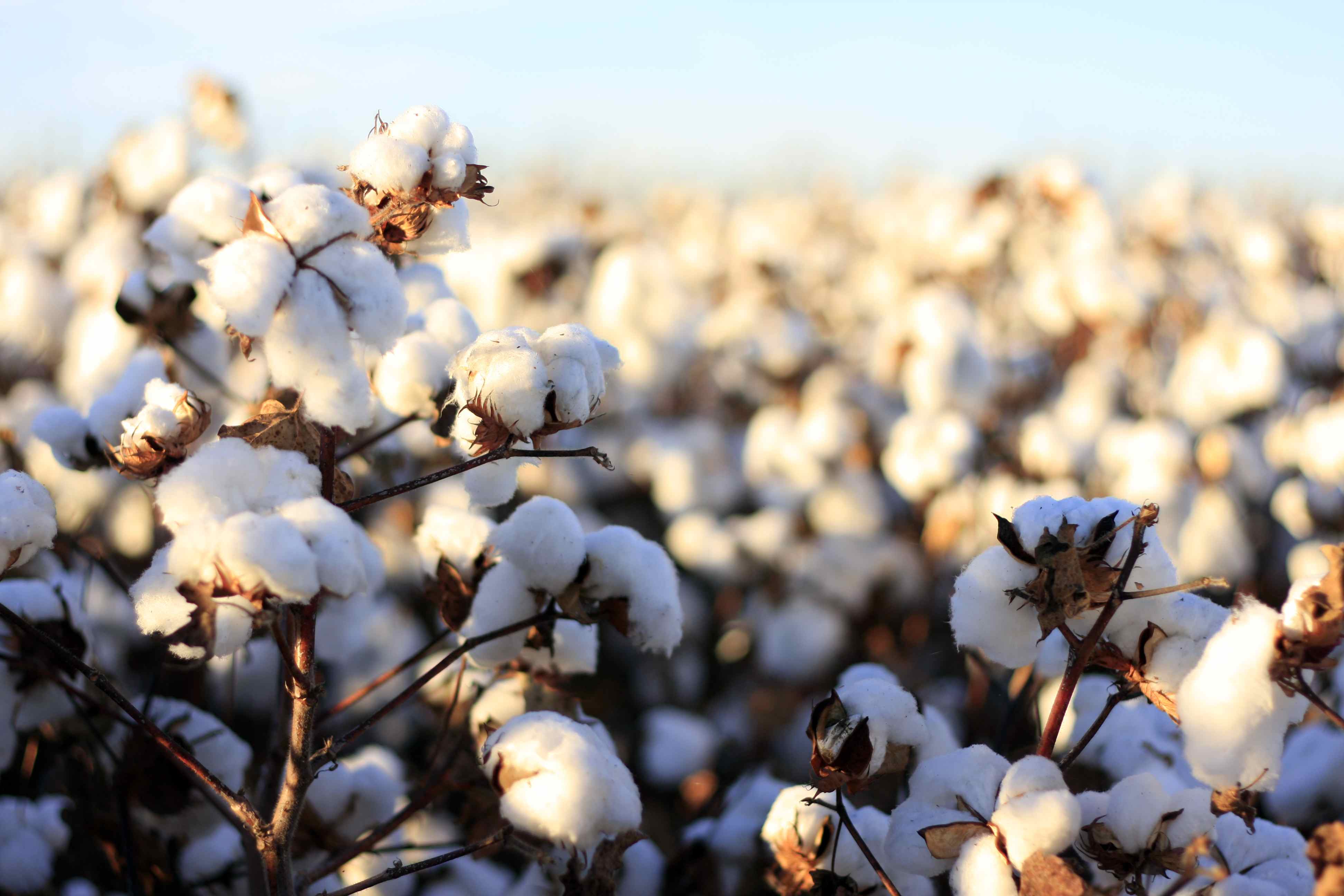 Falling cotton price attracts buying - PKKH.tv