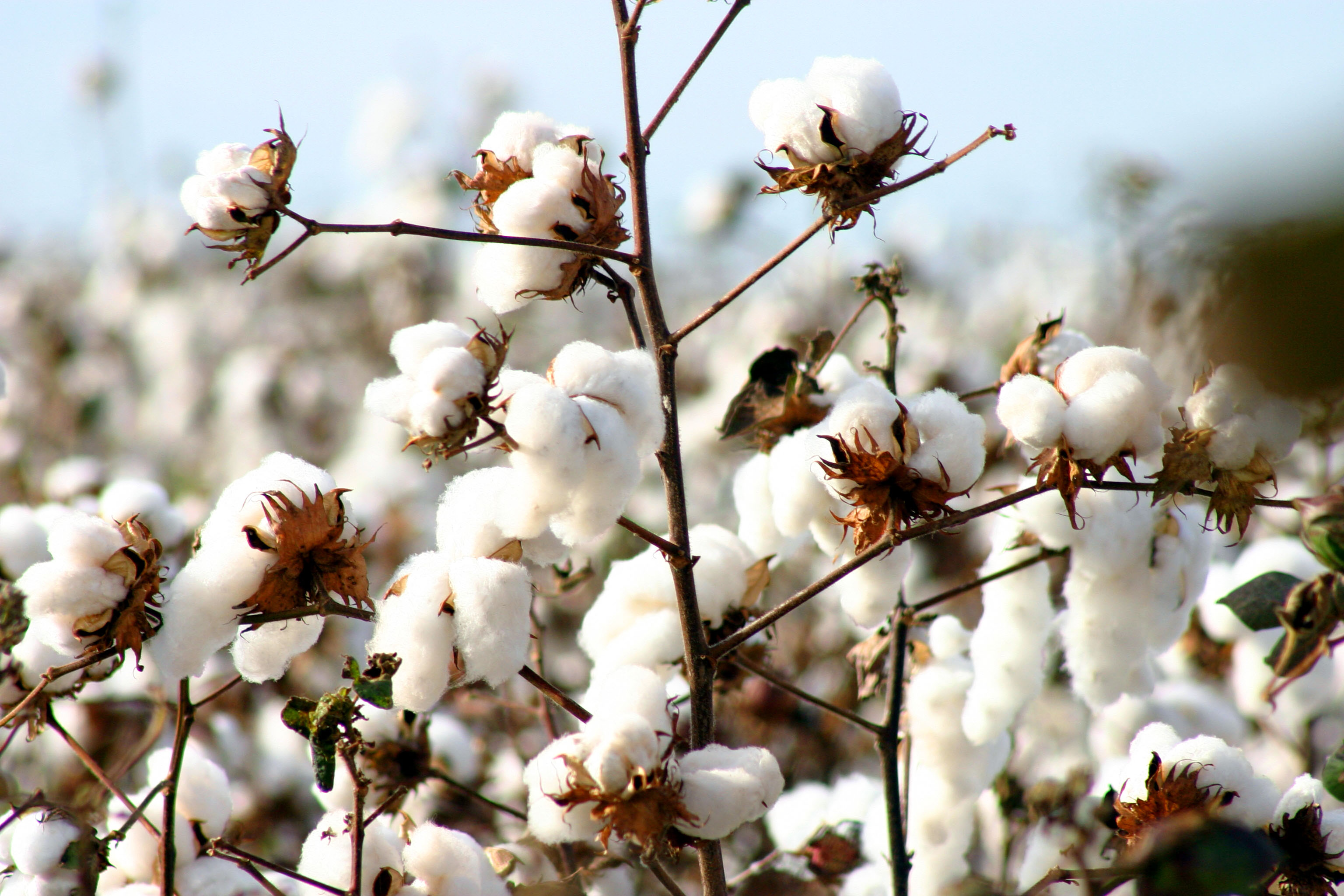 Cotton Uncovered - Why Organic Cotton? - Natracare
