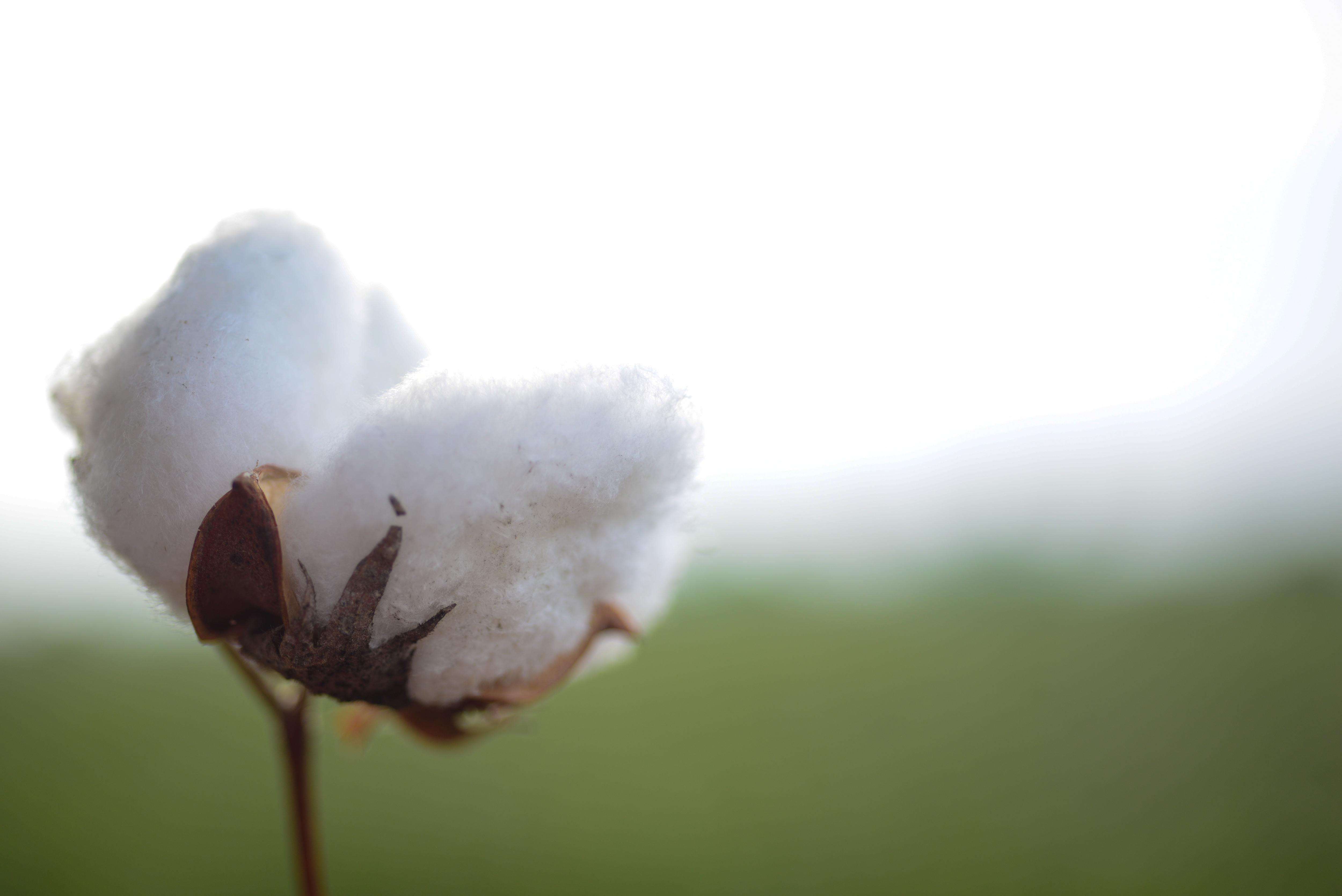 The role of organic cotton in creating a sustainable cotton supply chain