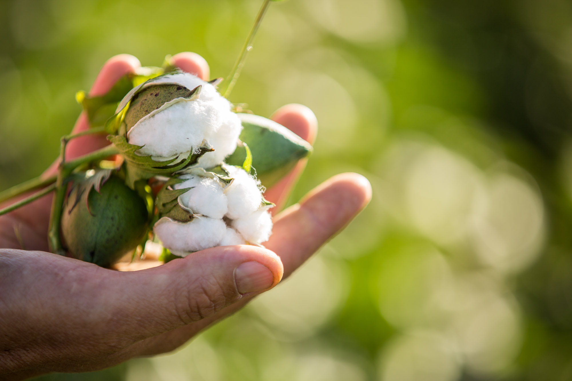 Southern valleys cotton in hands - Southern Valleys Cotton Growers ...