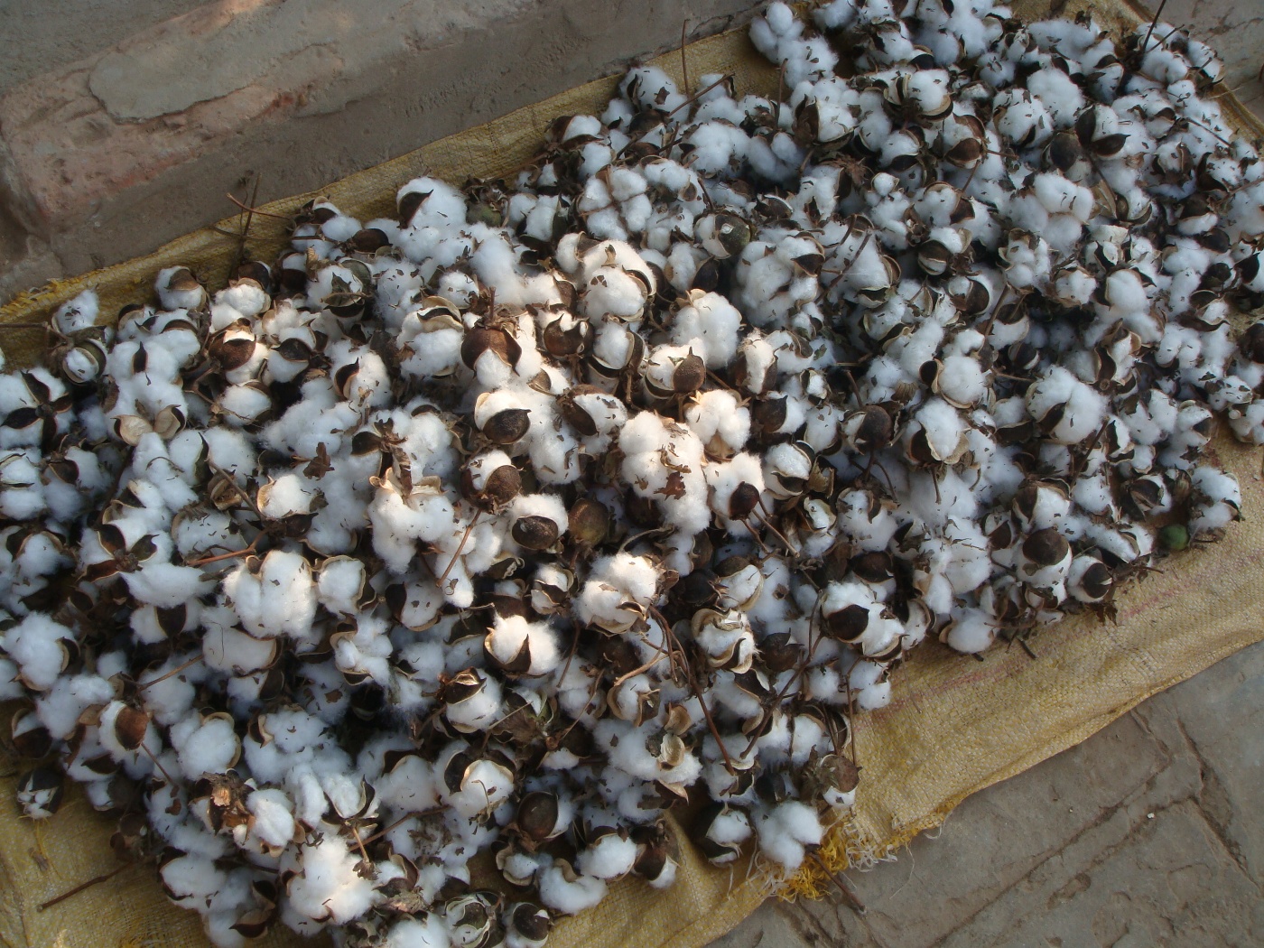Cotton crops photo