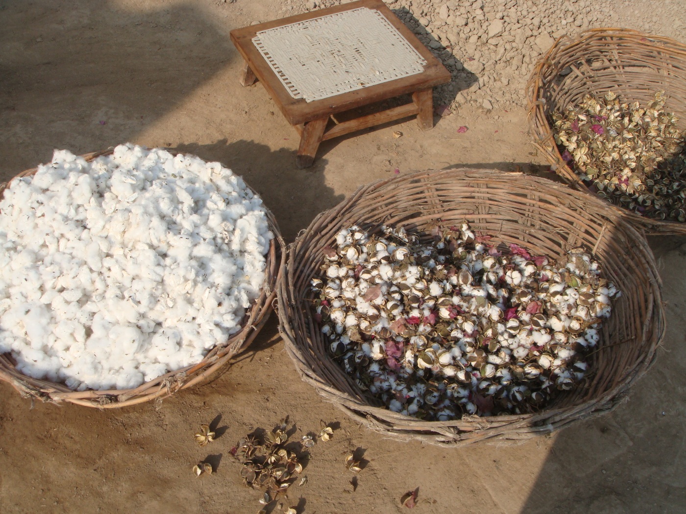 Cotton crops photo