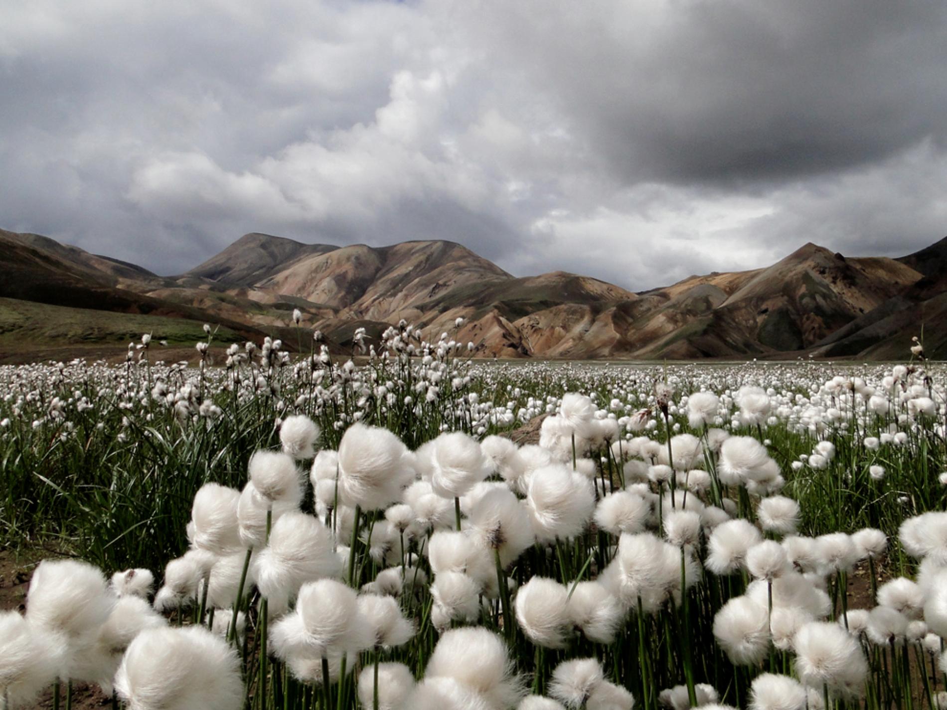 Cotton Grass, Iceland