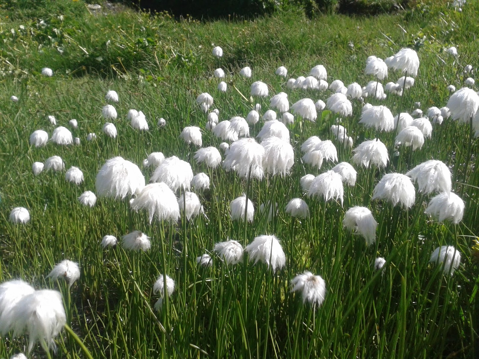 Running Delights: Flora Focus: Cotton Grass