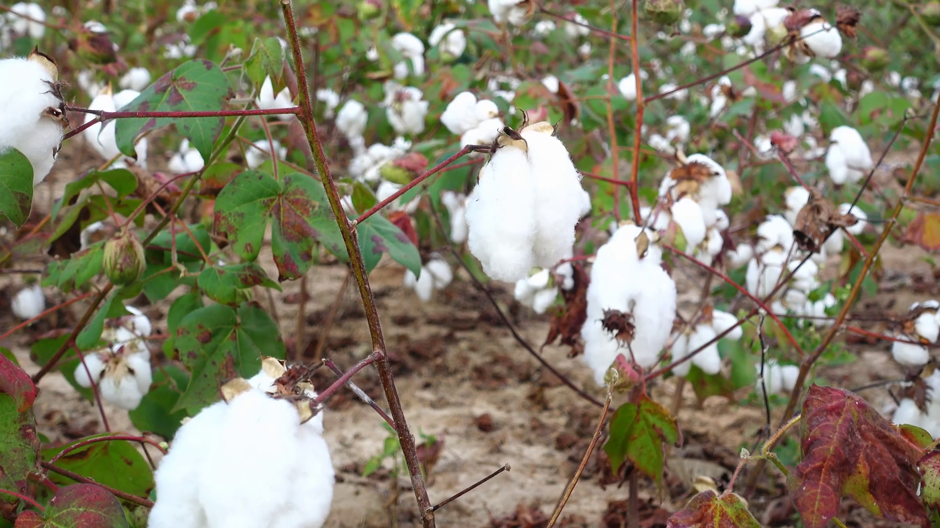 Cotton Plant Ready for Harvest Stock Video Footage - Videoblocks