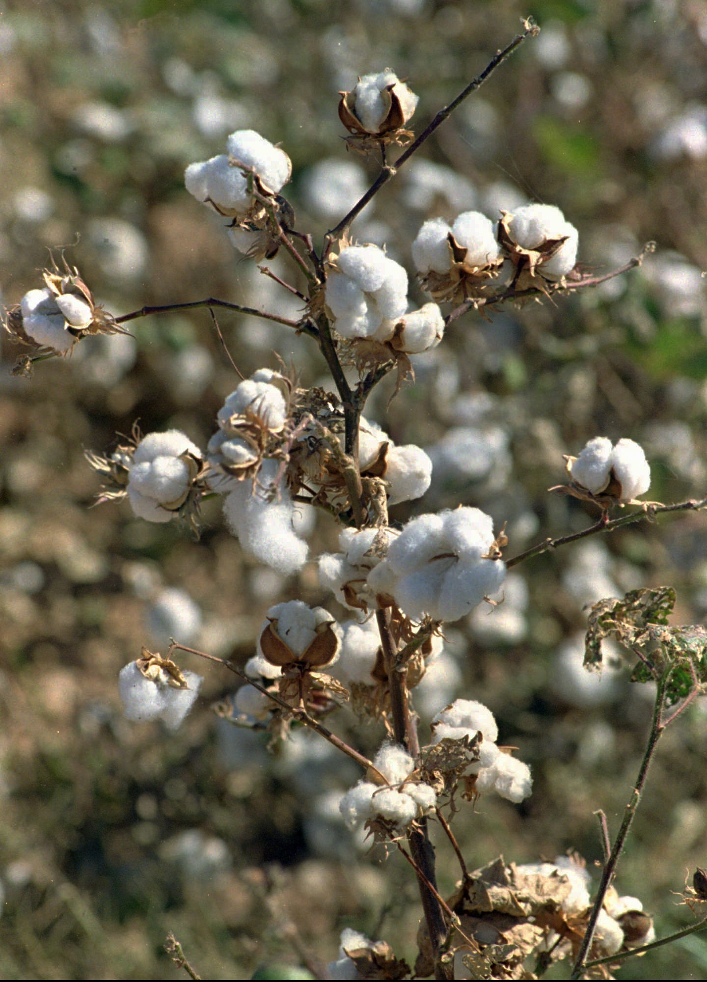 Free photo: Cotton plant - Cotton, Flower, Nature - Free Download - Jooinn