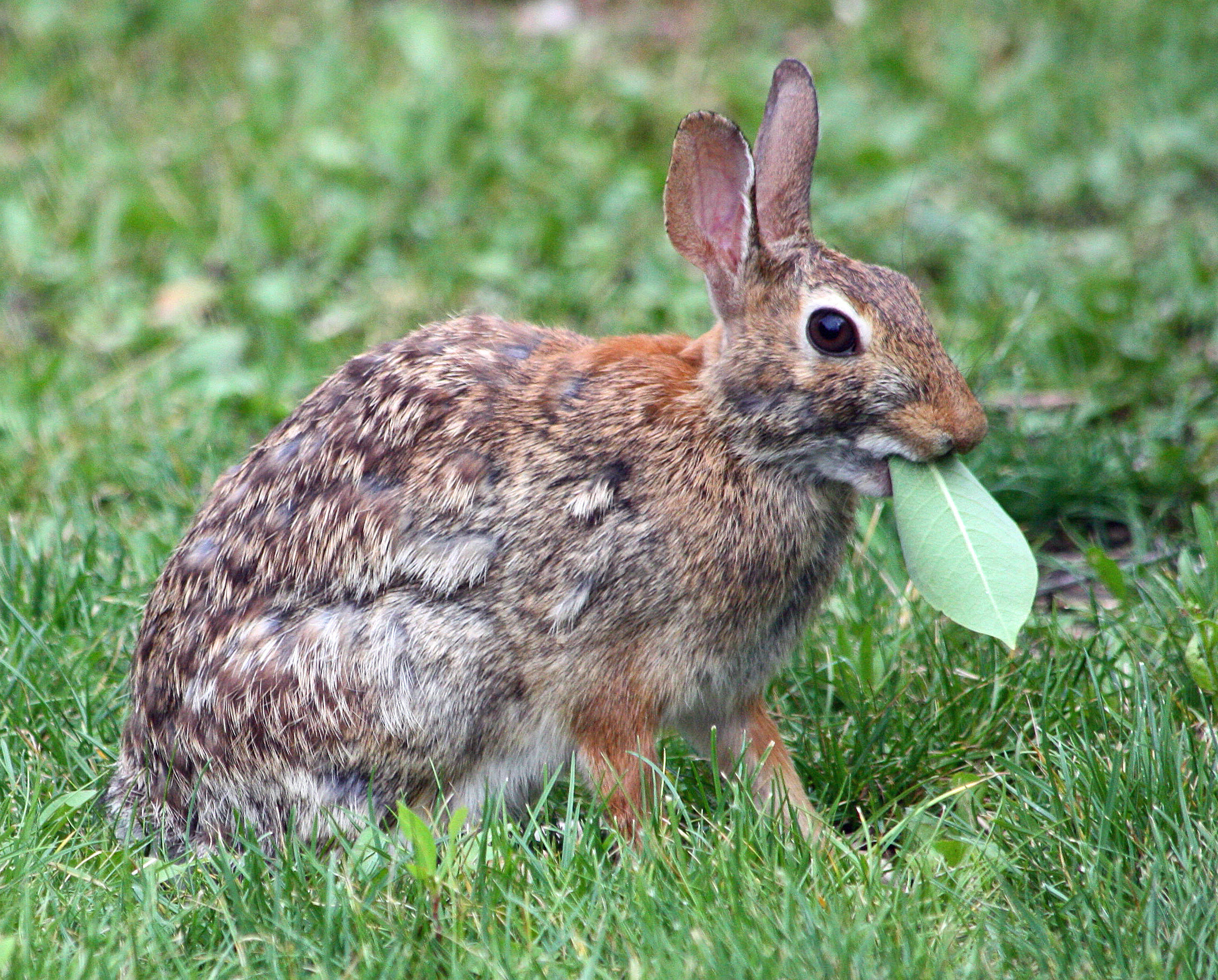 Cottontail rabbit photo