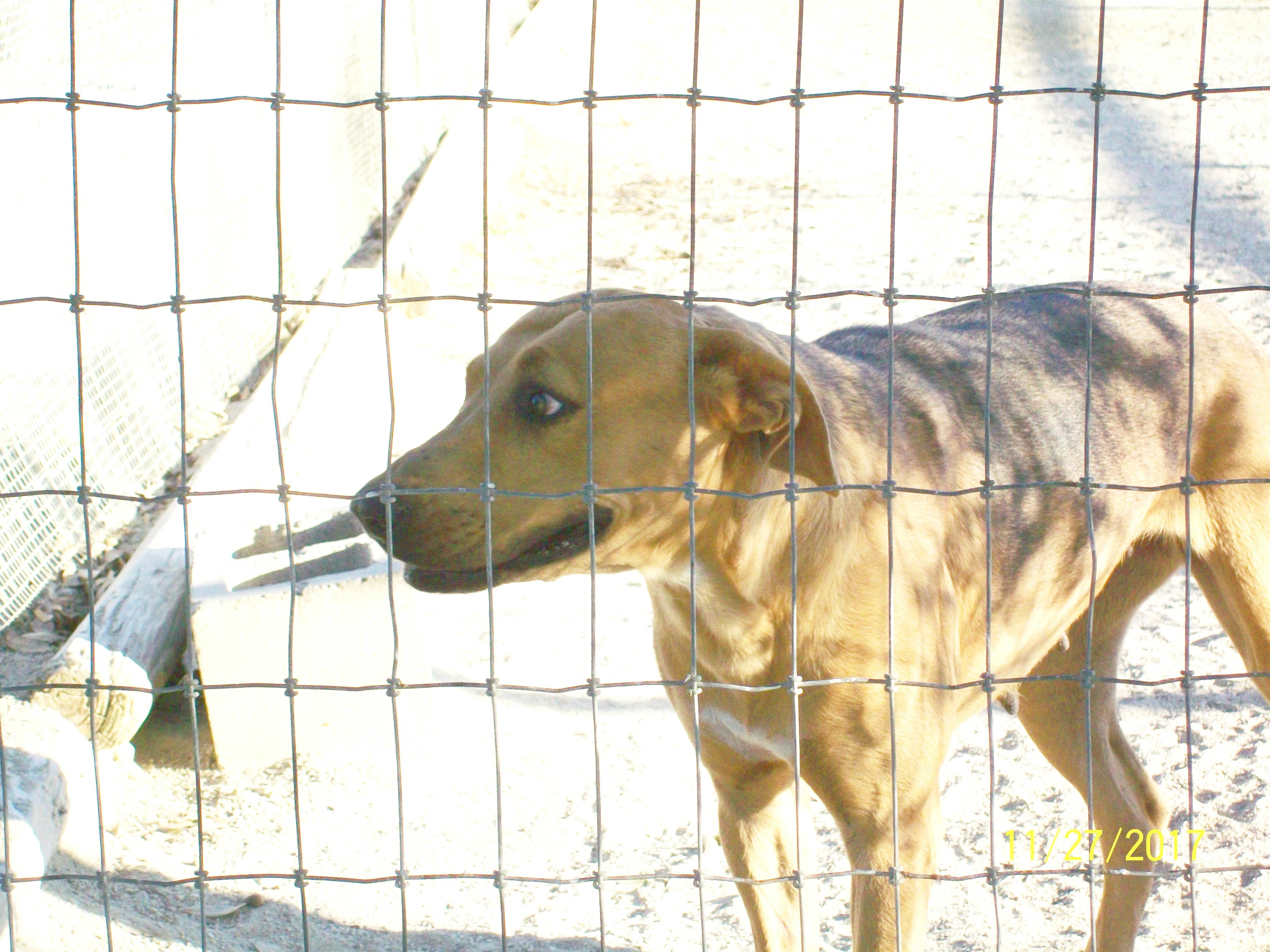 Dog for Adoption – Cougar, near Mexia, TX | Petfinder