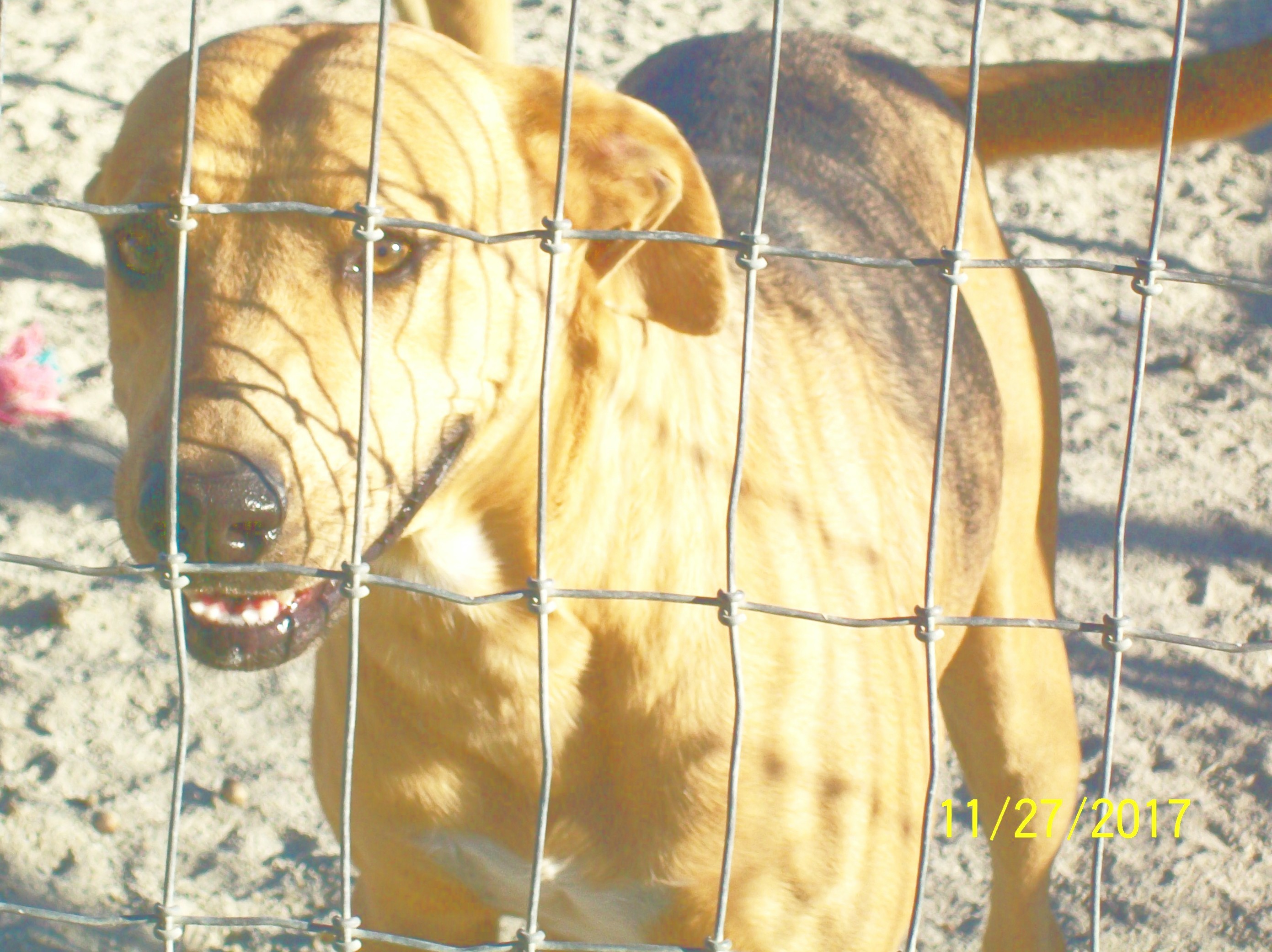 Dog for Adoption – Cougar, near Mexia, TX | Petfinder