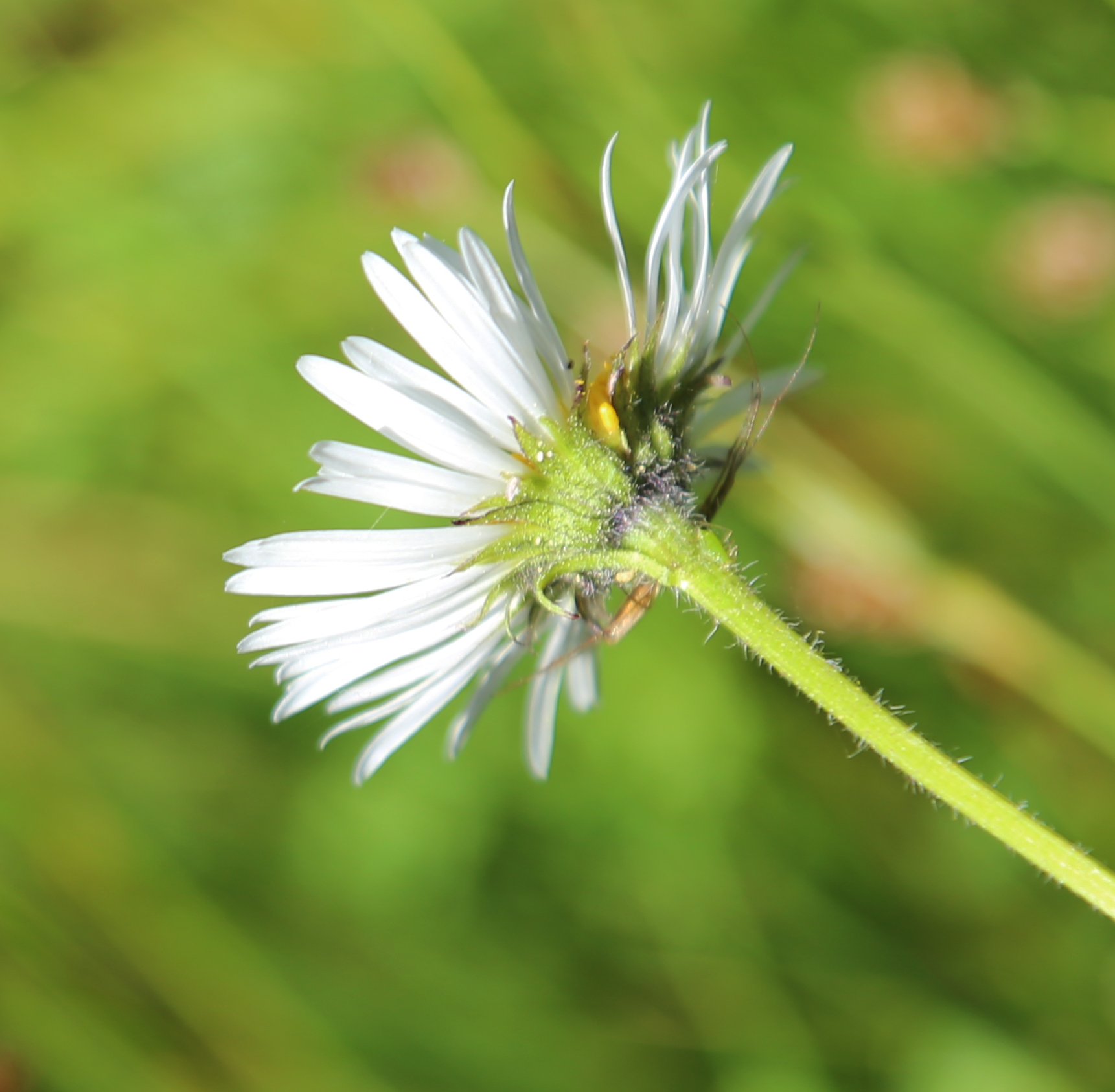 File:Erigeron coulteri Coulters daisy bracts.jpg - Wikimedia Commons