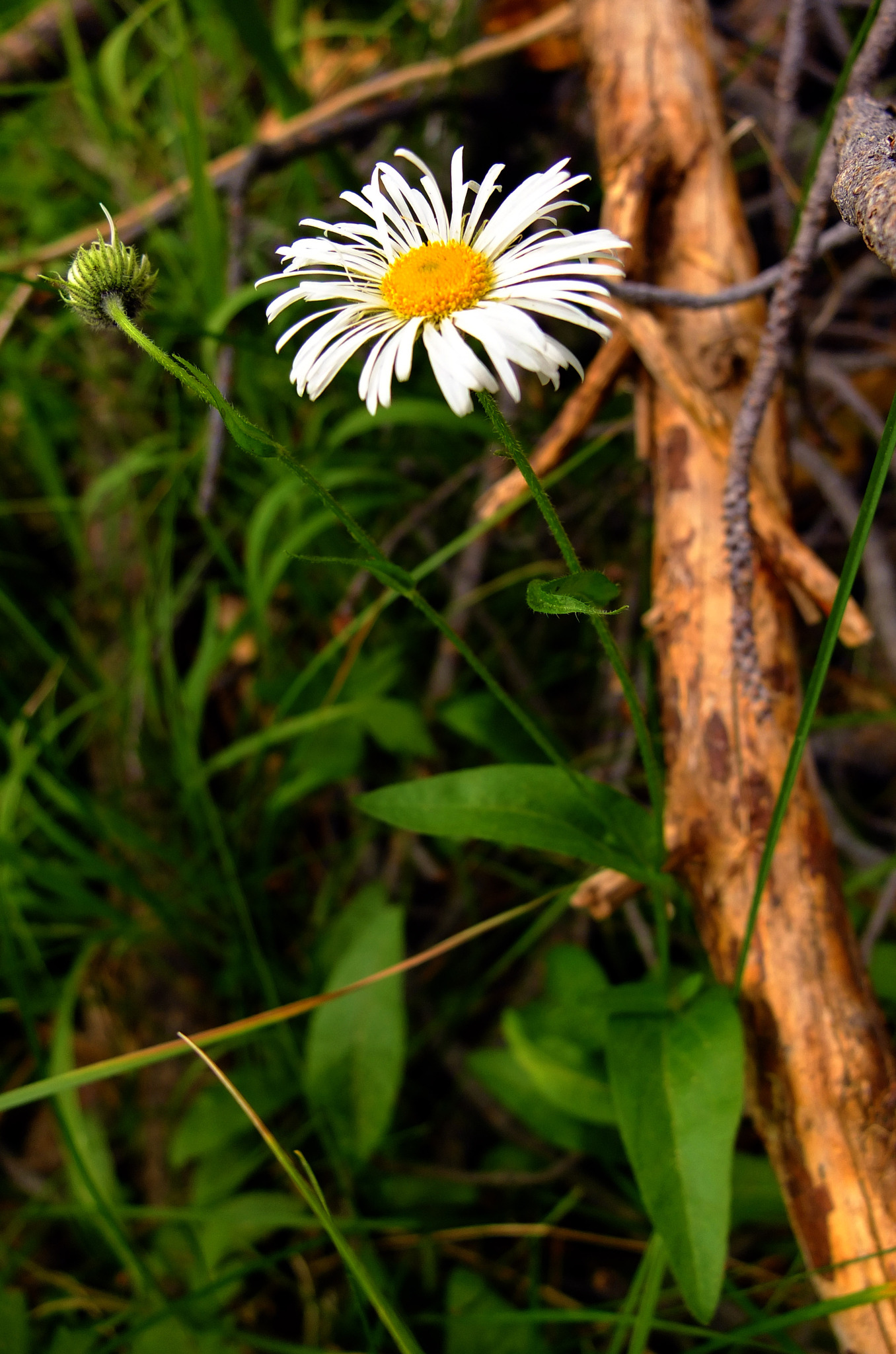 Coulter's Fleabane (Erigeron coulteri) · iNaturalist.org