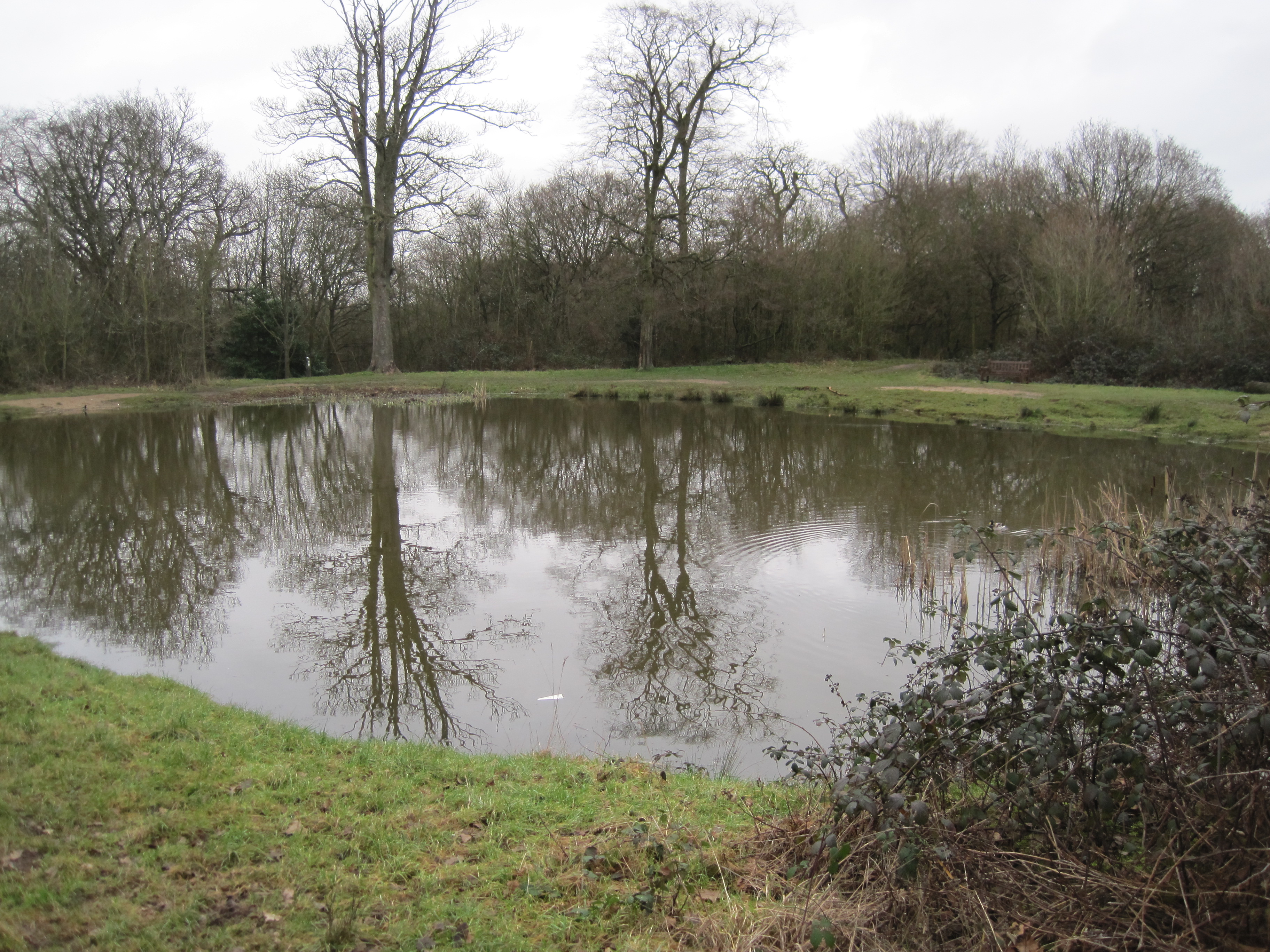 File:Fryent Country Park Barn Hill Pond.JPG - Wikimedia Commons