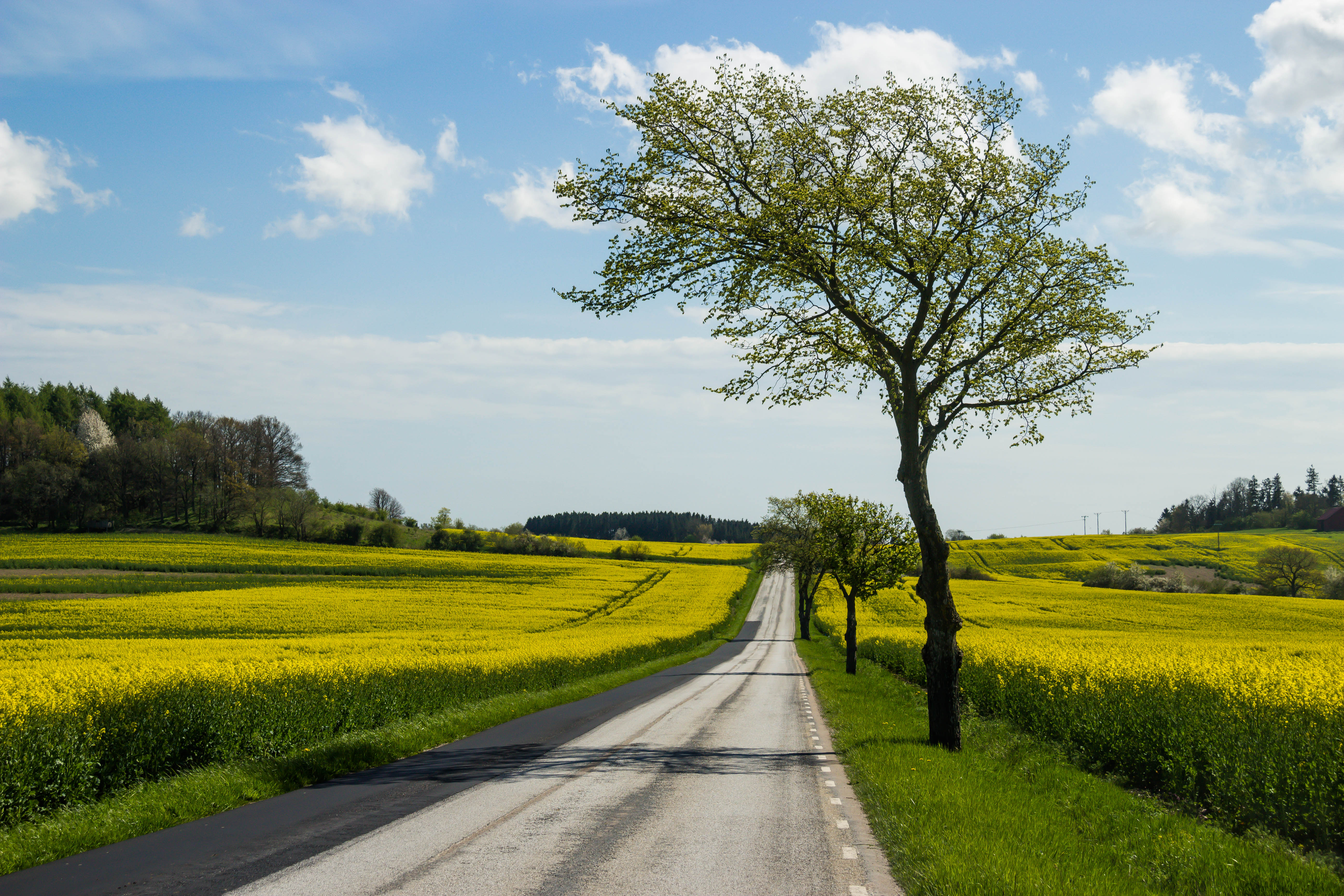 File:Country road and yellow field.jpg - Wikimedia Commons