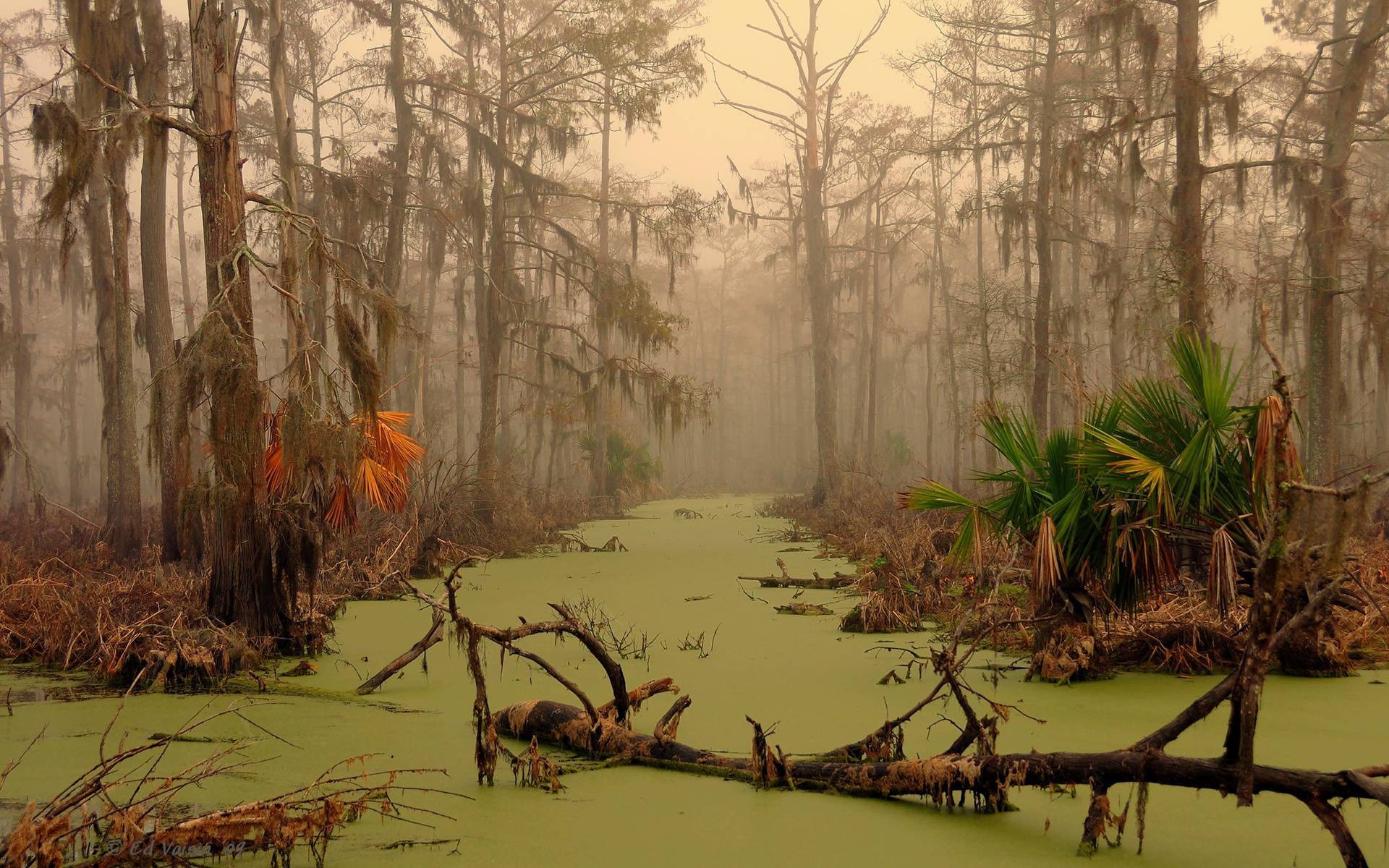 Misc: Gator Country Swamp Moss Trees Fog Image Gallery for HD 16:9 ...