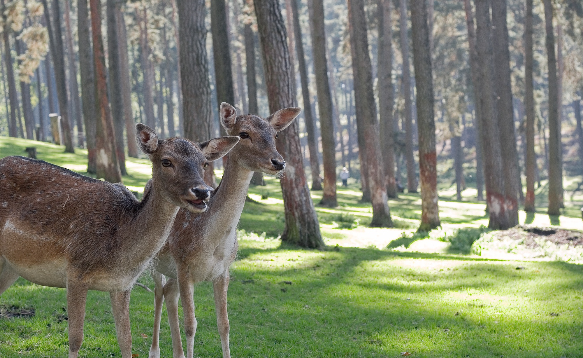 Couple, Animal, Deer, Fast, Forest, HQ Photo