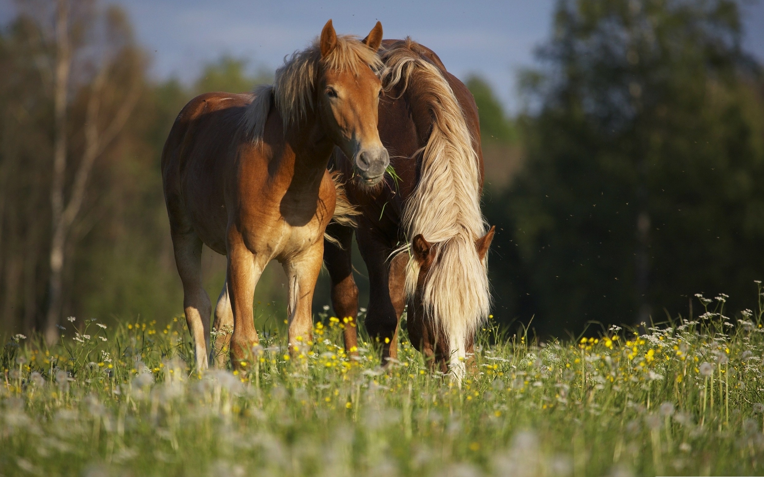 Couple of horses / 2560 x 1600 / Animals / Photography | MIRIADNA.COM