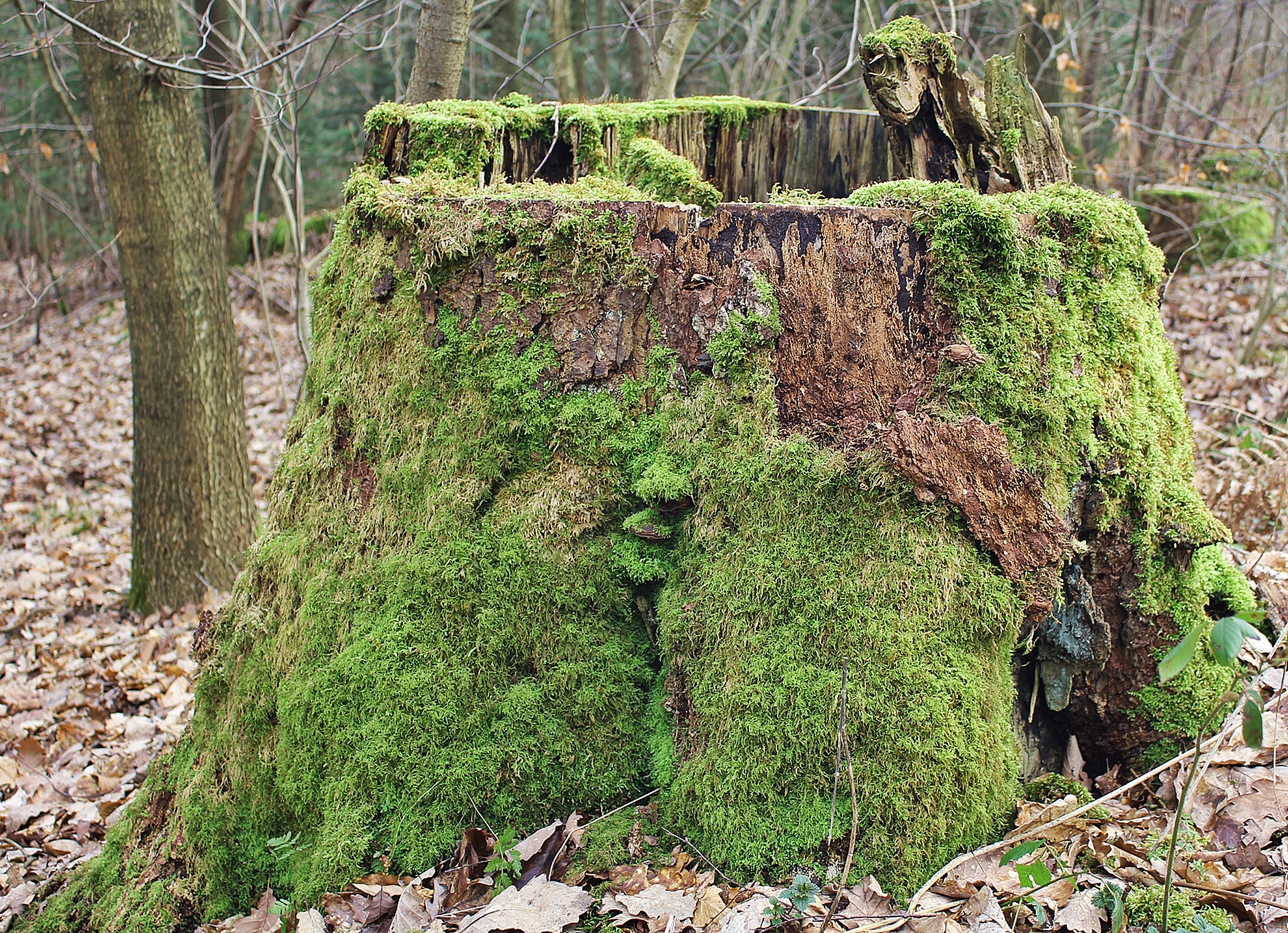Covered with moss photo