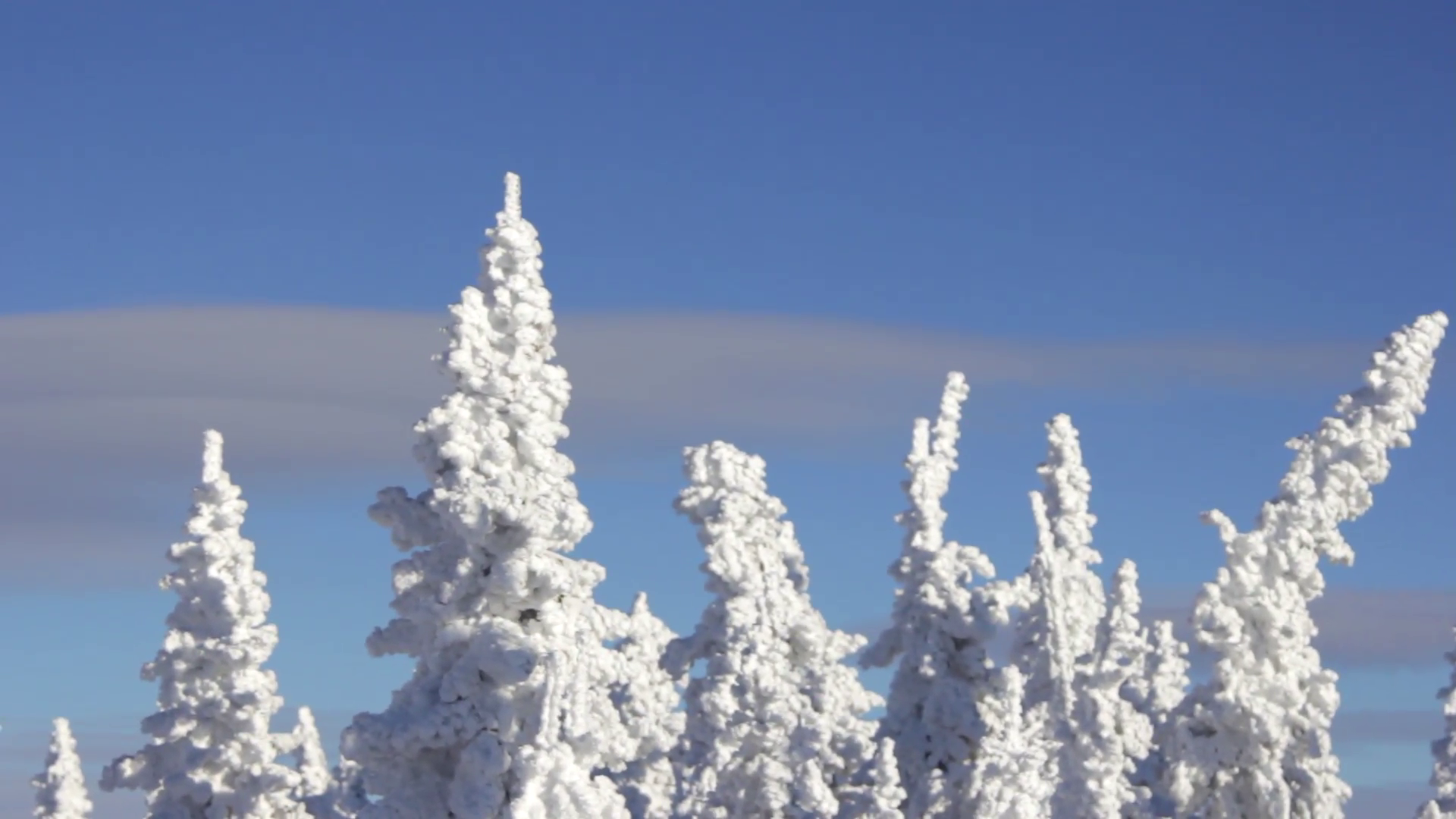 Christmas Trees Covered in Snow on Mountain Top, Sunny Weather, Blue ...