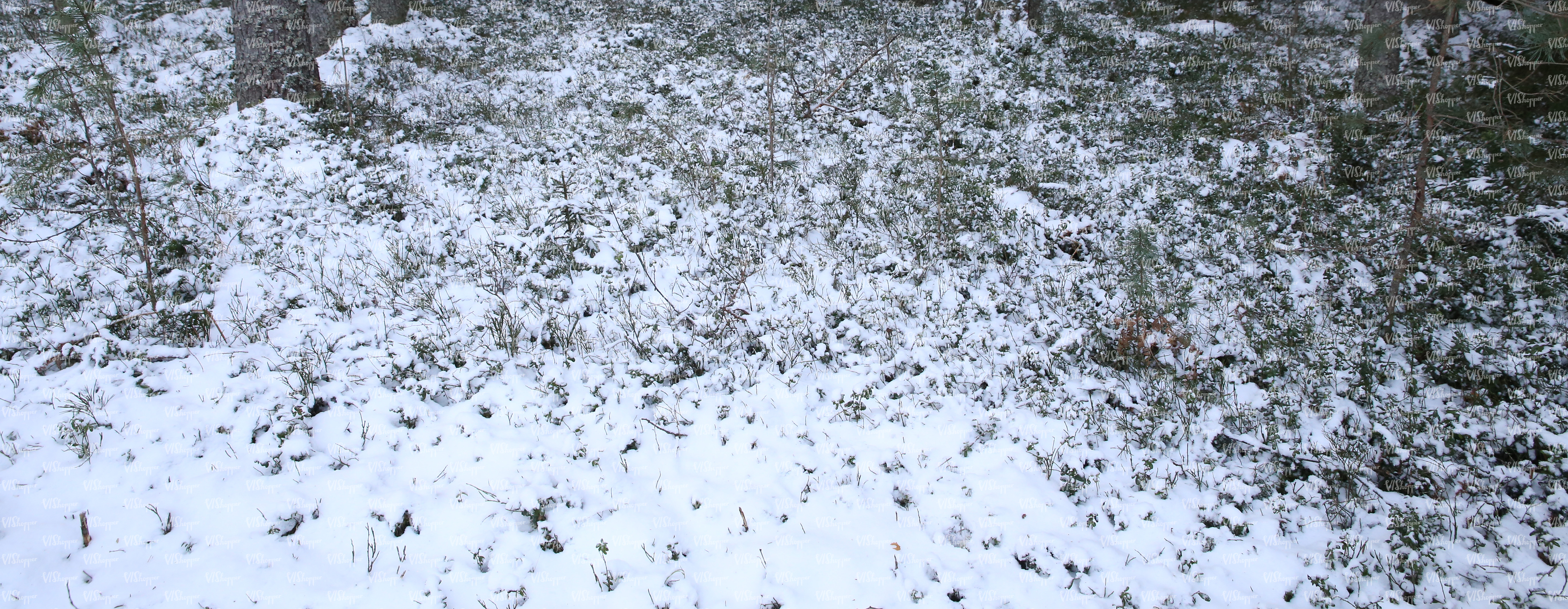 forest floor covered with snow - ground textures - VIShopper