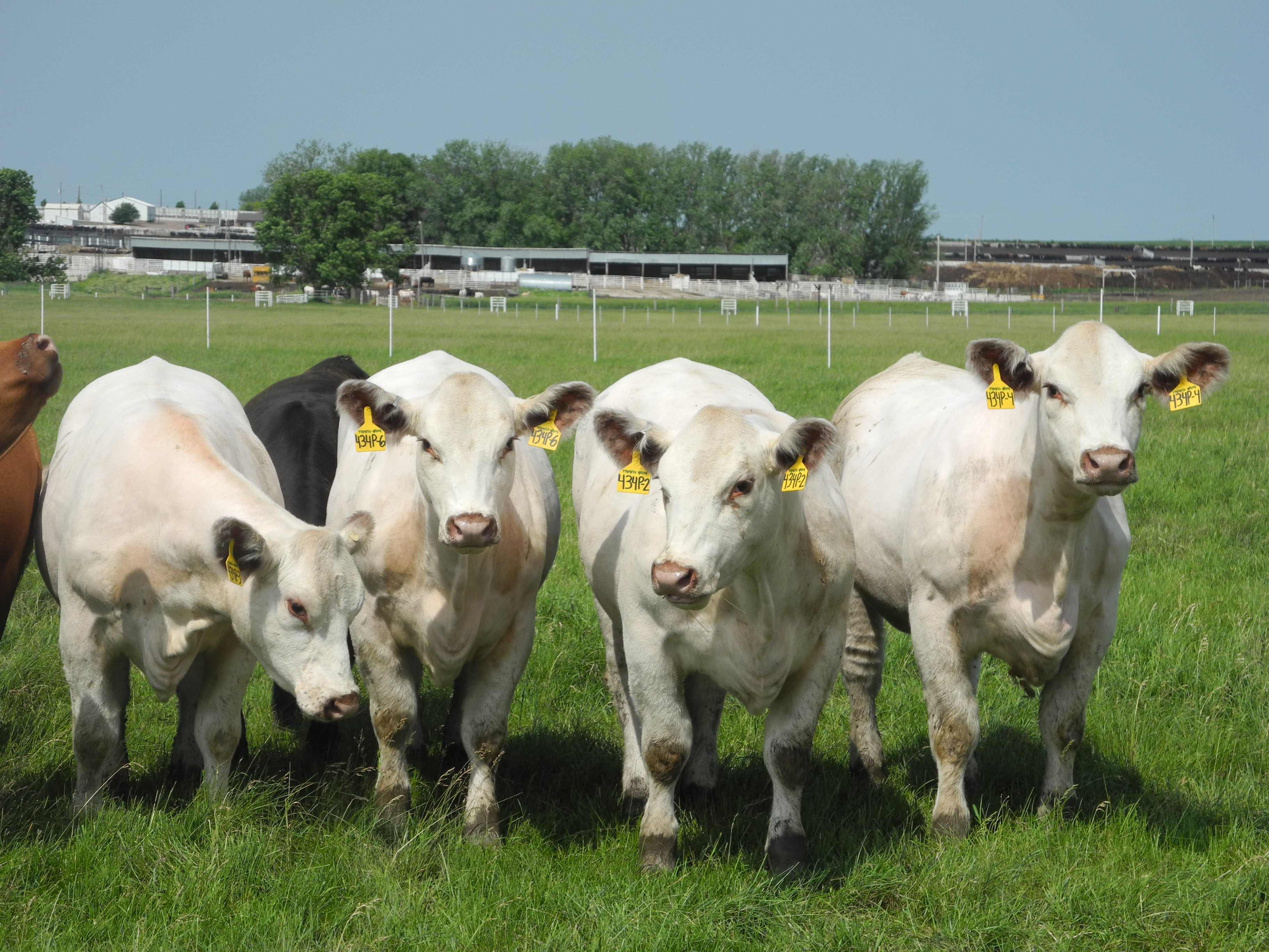 US company in Iowa churns out 100 cloned cows a year – The Tico ...
