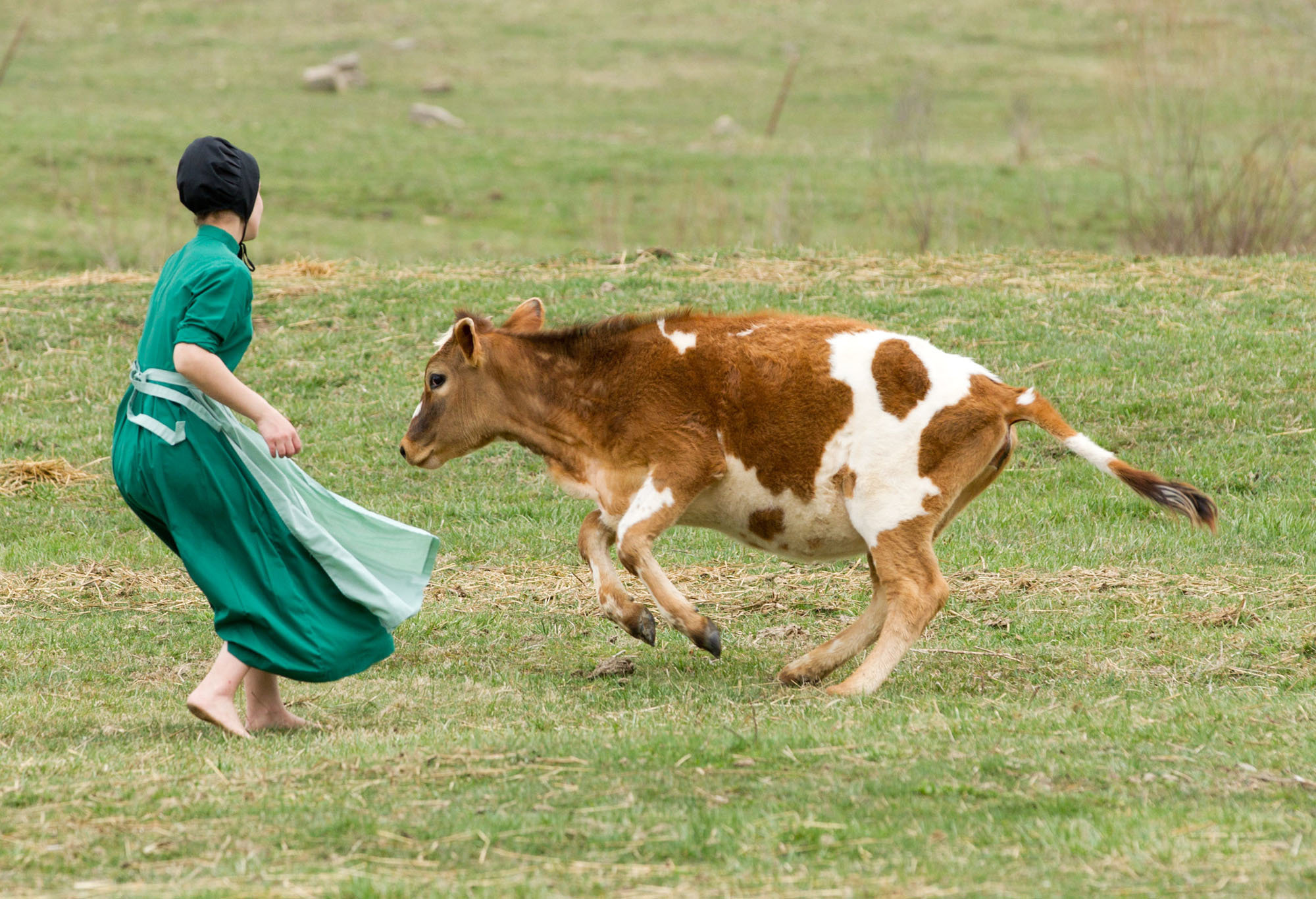 Amish's low asthma rates could be due to exposure to cow germs ...