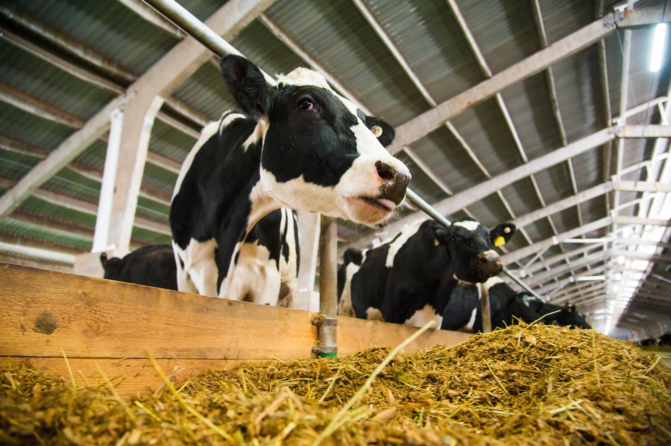Transition Cow Diagnostics: Five Areas to Focus | Dairy Herd Management