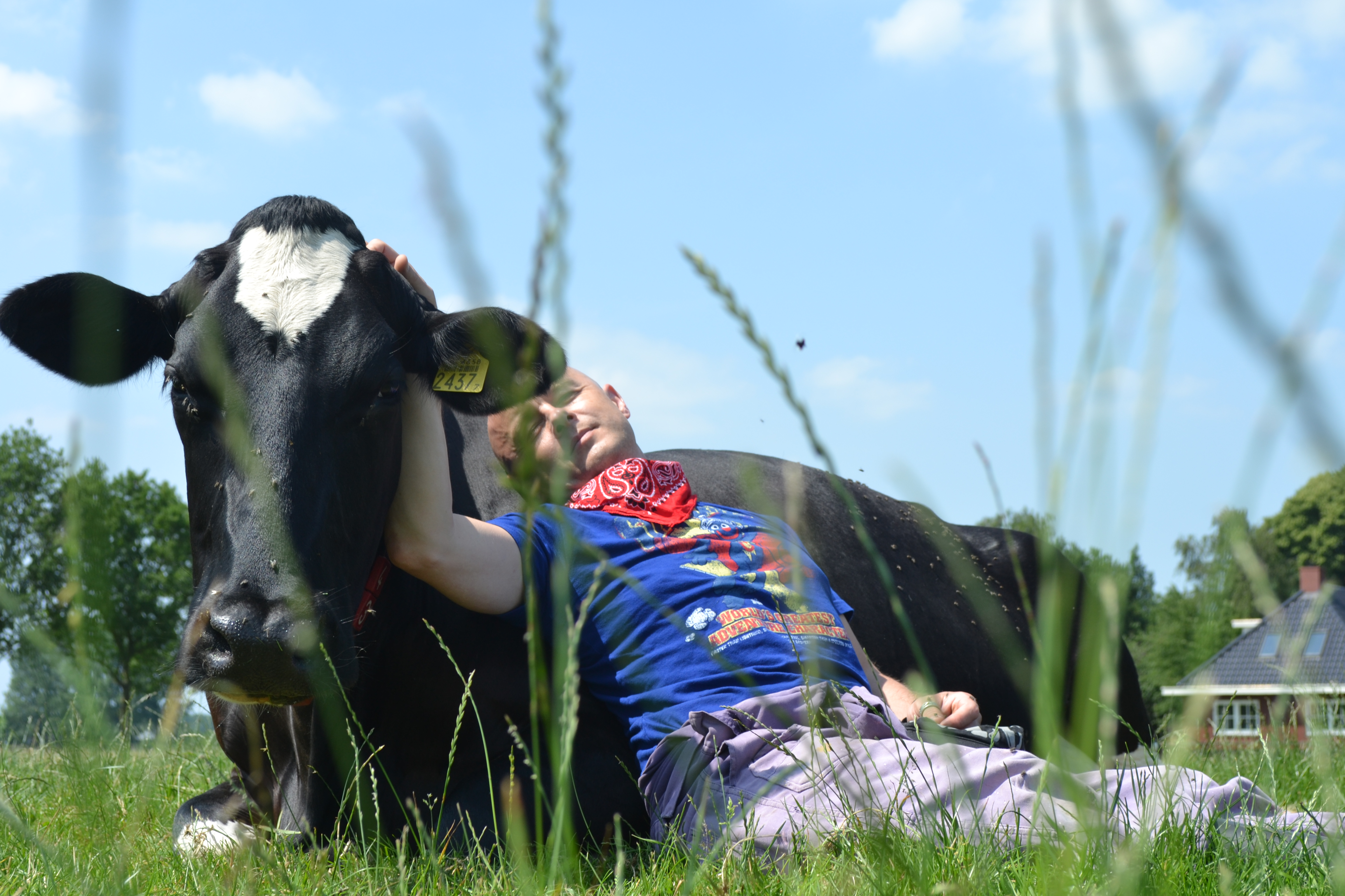 Cow cuddling - Koeknuffelen