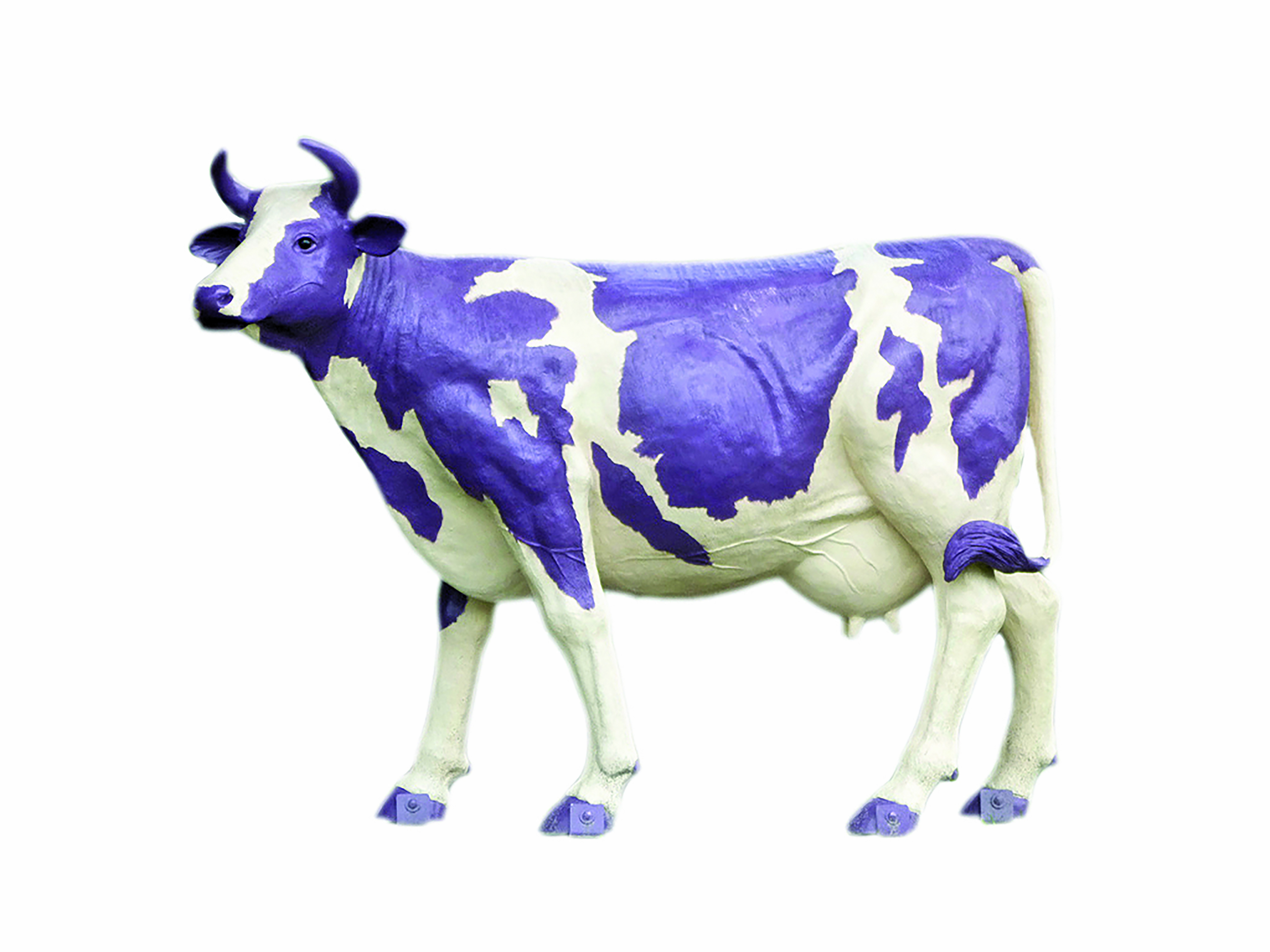 Stand out like a purple cow | The Australian & New Zealand ...