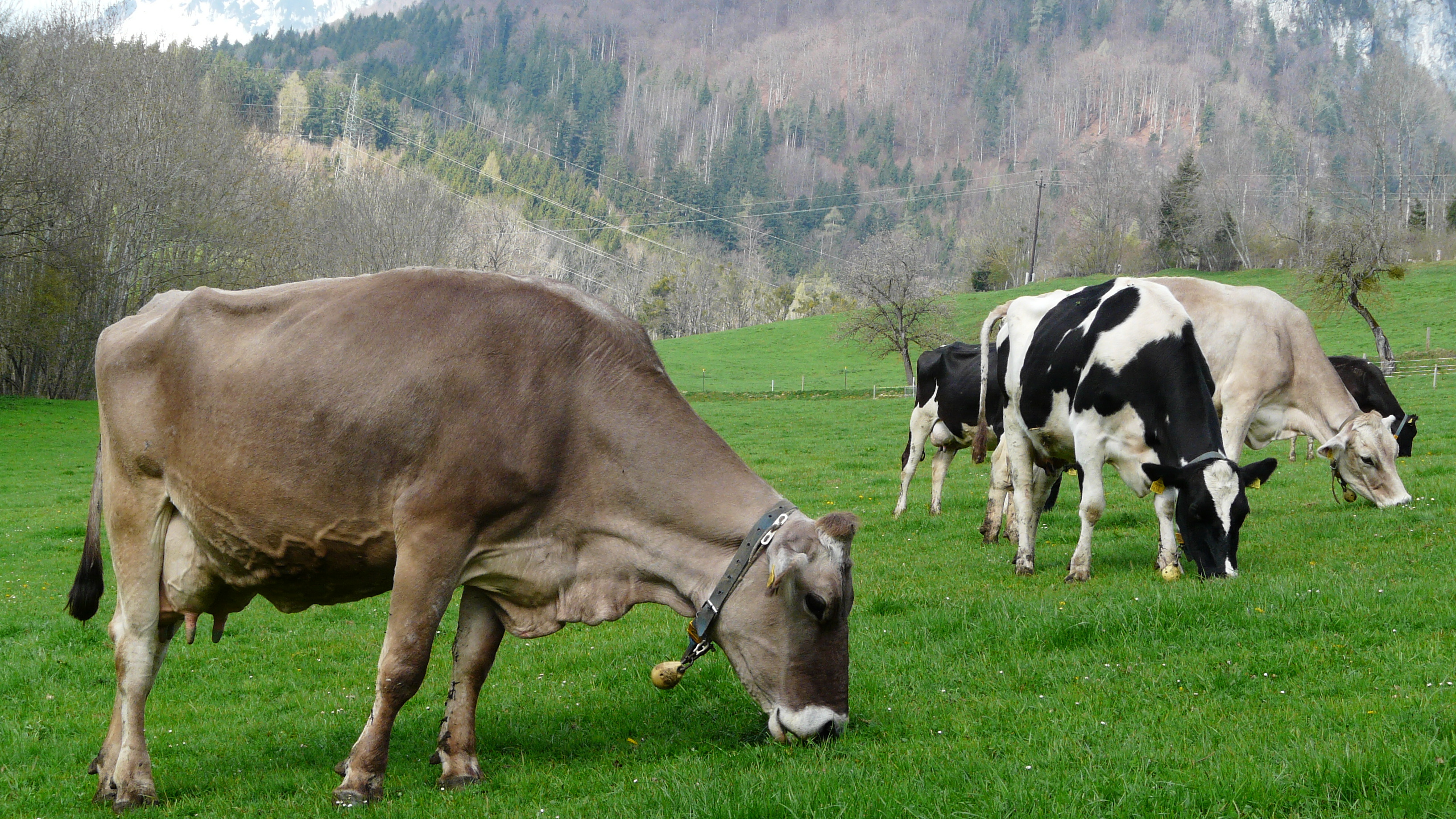 Breeding cows | SOLID DAIRY FARMING